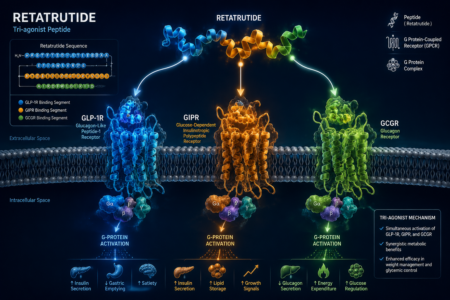 Detailed () scientific diagram showing Retatrutide peptide structure as a 3D ribbon model binding simultaneously to three