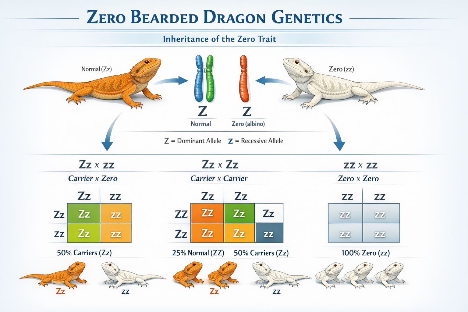 Interactive breeding chart showing zero bearded dragon genetics with Punnett squares displaying inheritance patterns, colorful genetic diagr