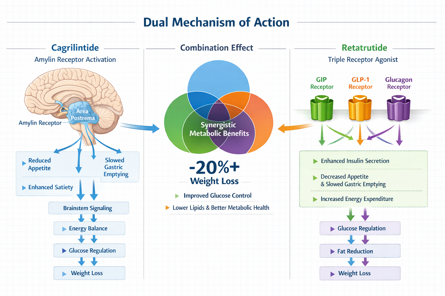 Detailed scientific infographic (1536x1024) showing dual mechanism of action with two parallel pathway diagrams. Left side displays cagrilin