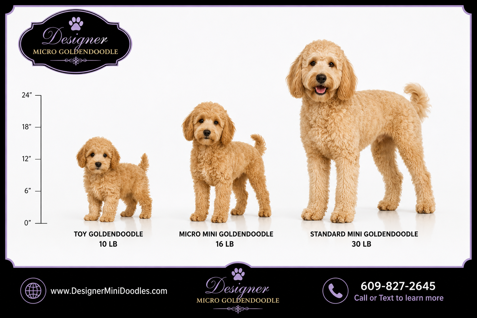 reputable mini goldendoodle breeders nearby