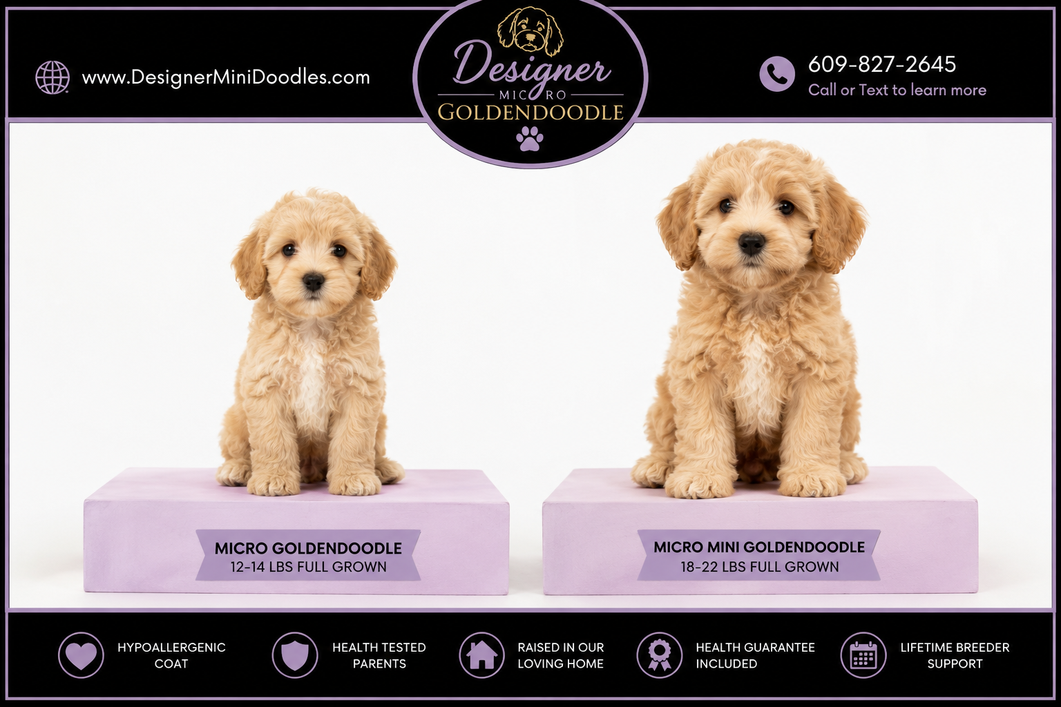 How much do micro doodle puppies cost?