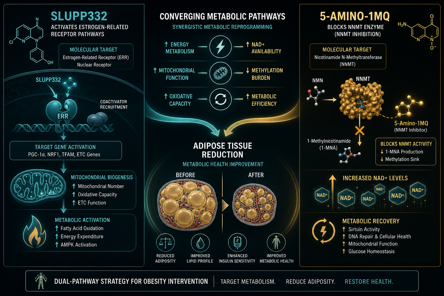 Detailed () scientific illustration showing a split-panel diagram: left side depicts SLUPP332 activating estrogen-related