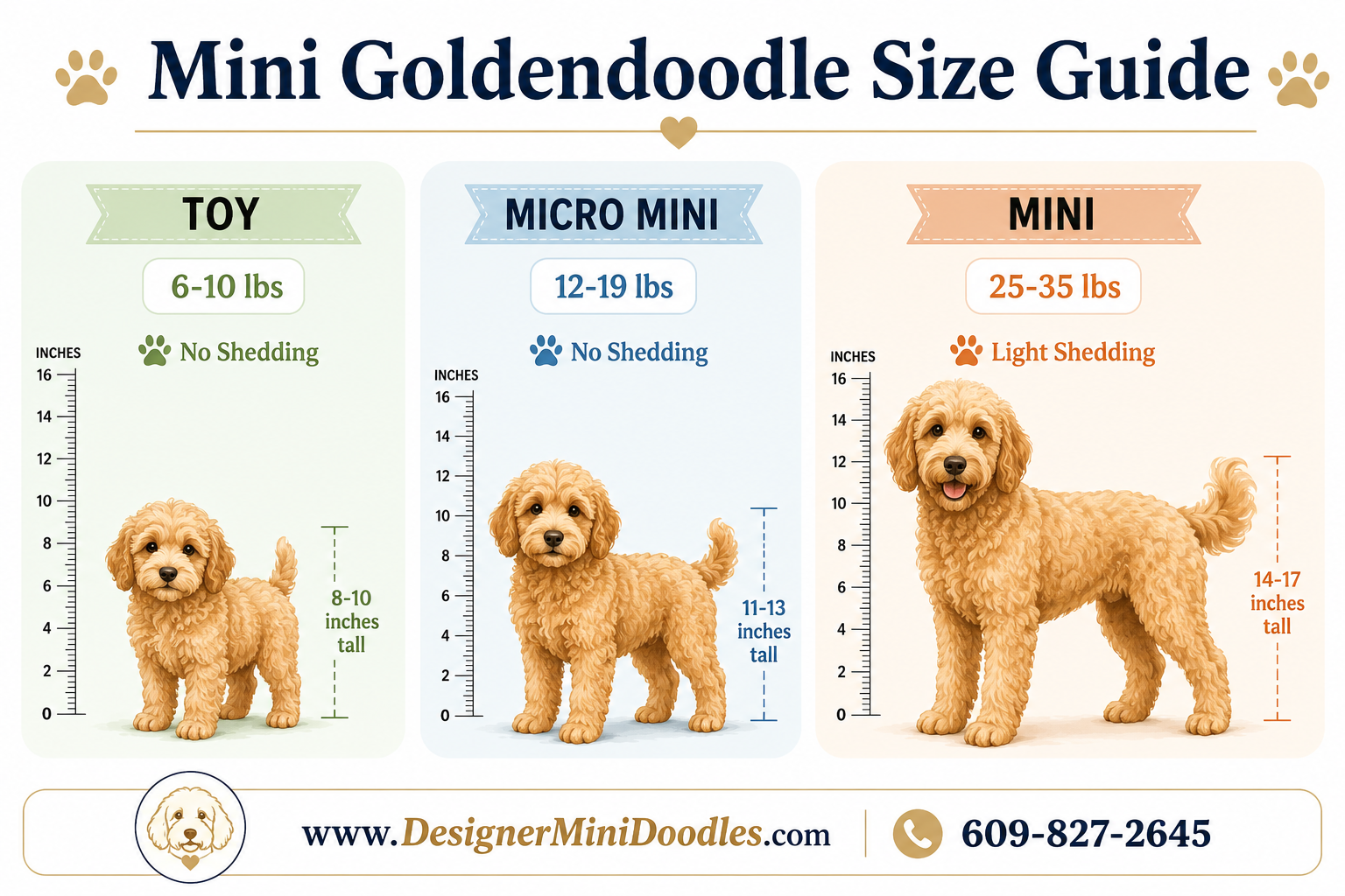 mini goldendoodle size guide