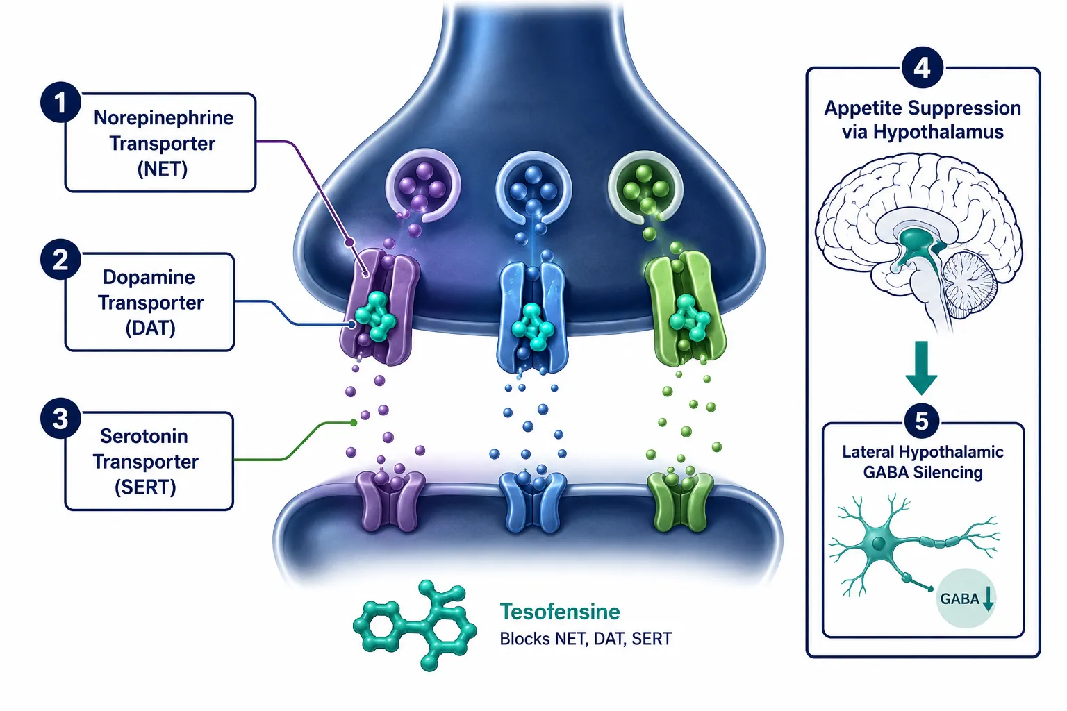 How Tesofensine Inhibits Three Monoamine Transporters