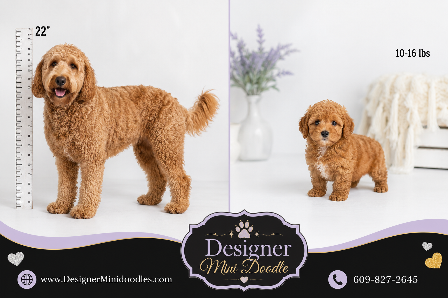 micro golden doodle near me