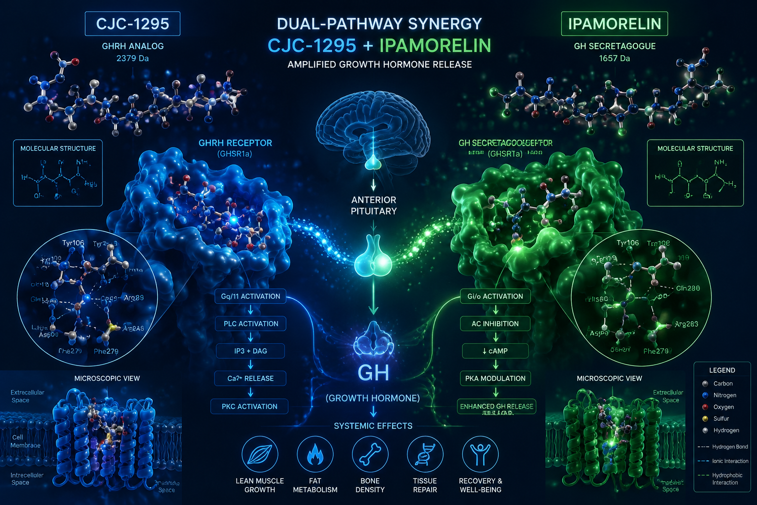The Dual-Pathway Rationale Behind Pairing CJC-1295 With Ipamorelin