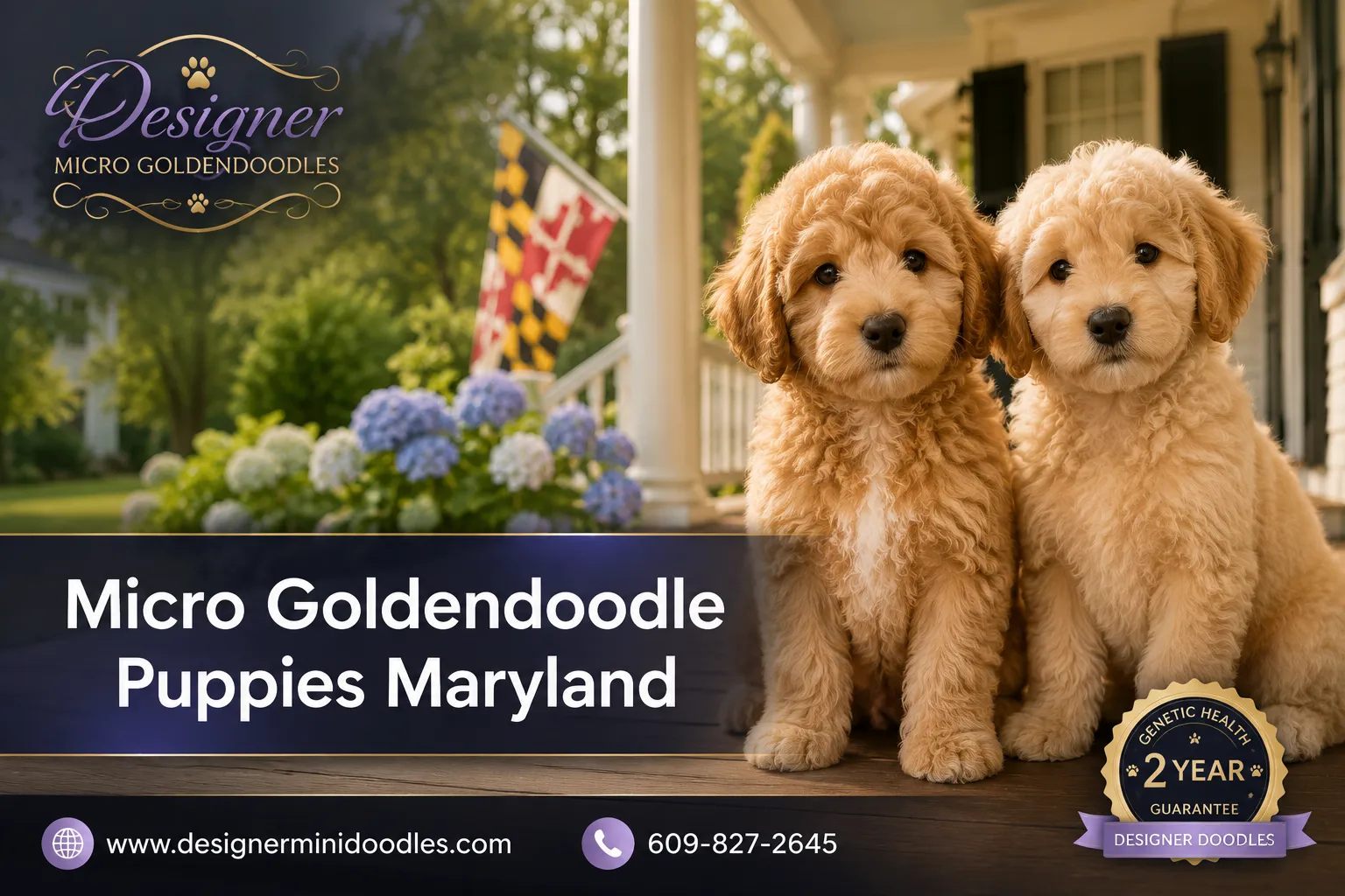 micro goldendoodle puppies Maryland