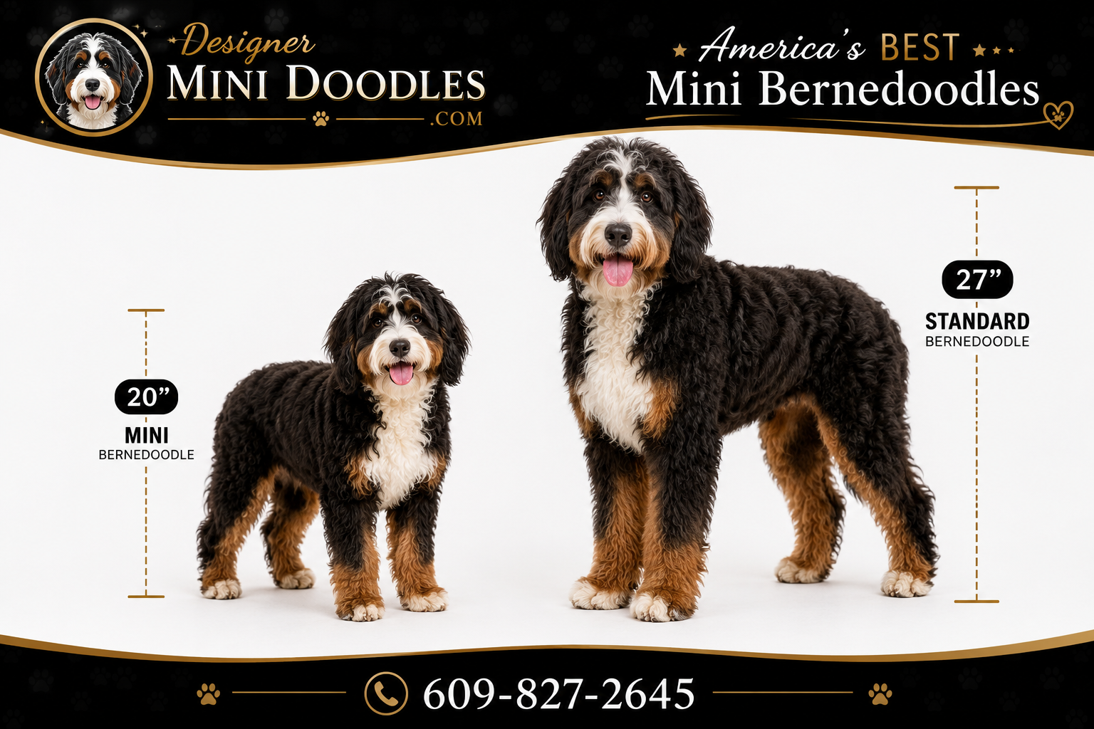 Mini bernedoodle puppies in Florida
