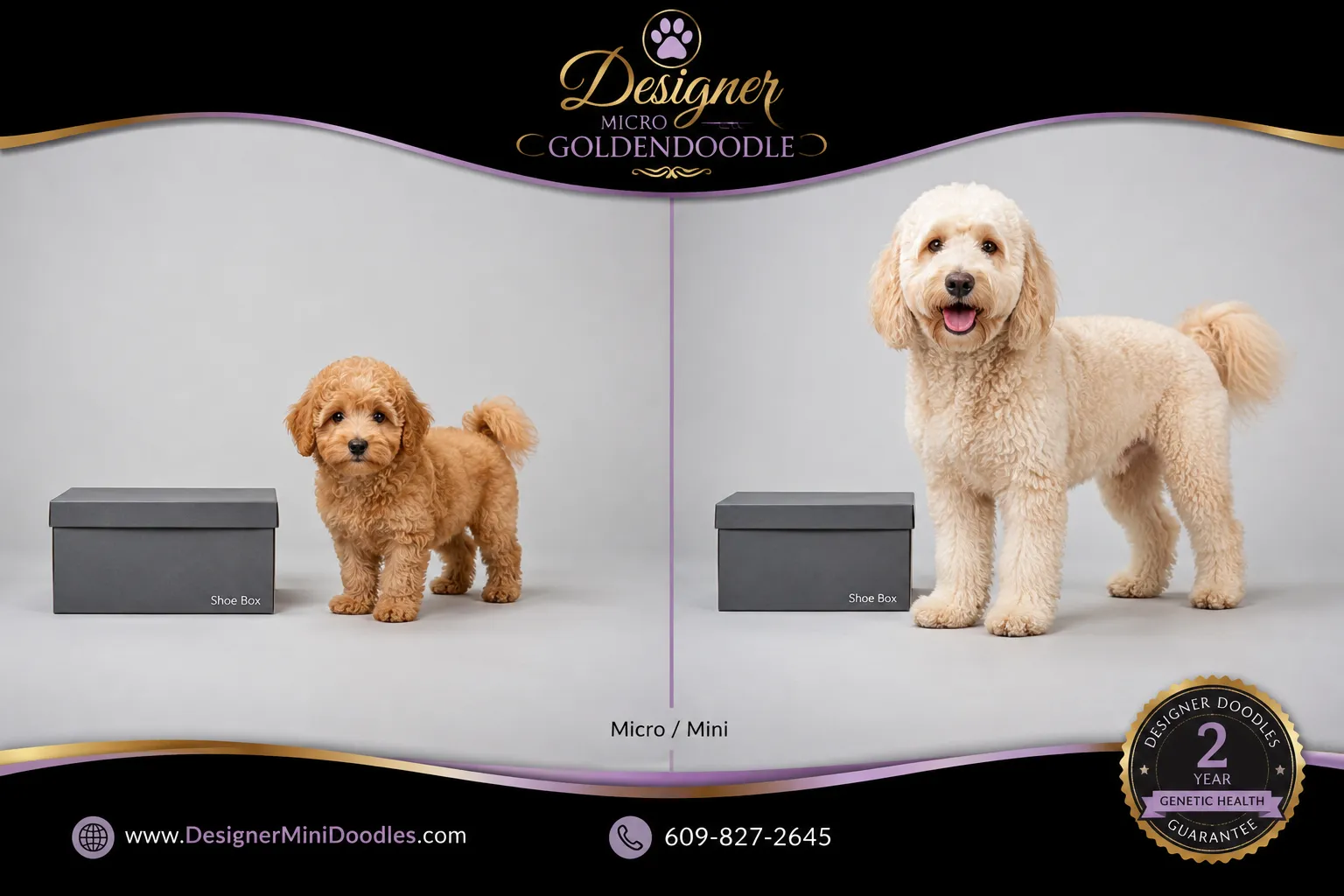 micro goldendoodle Alabama