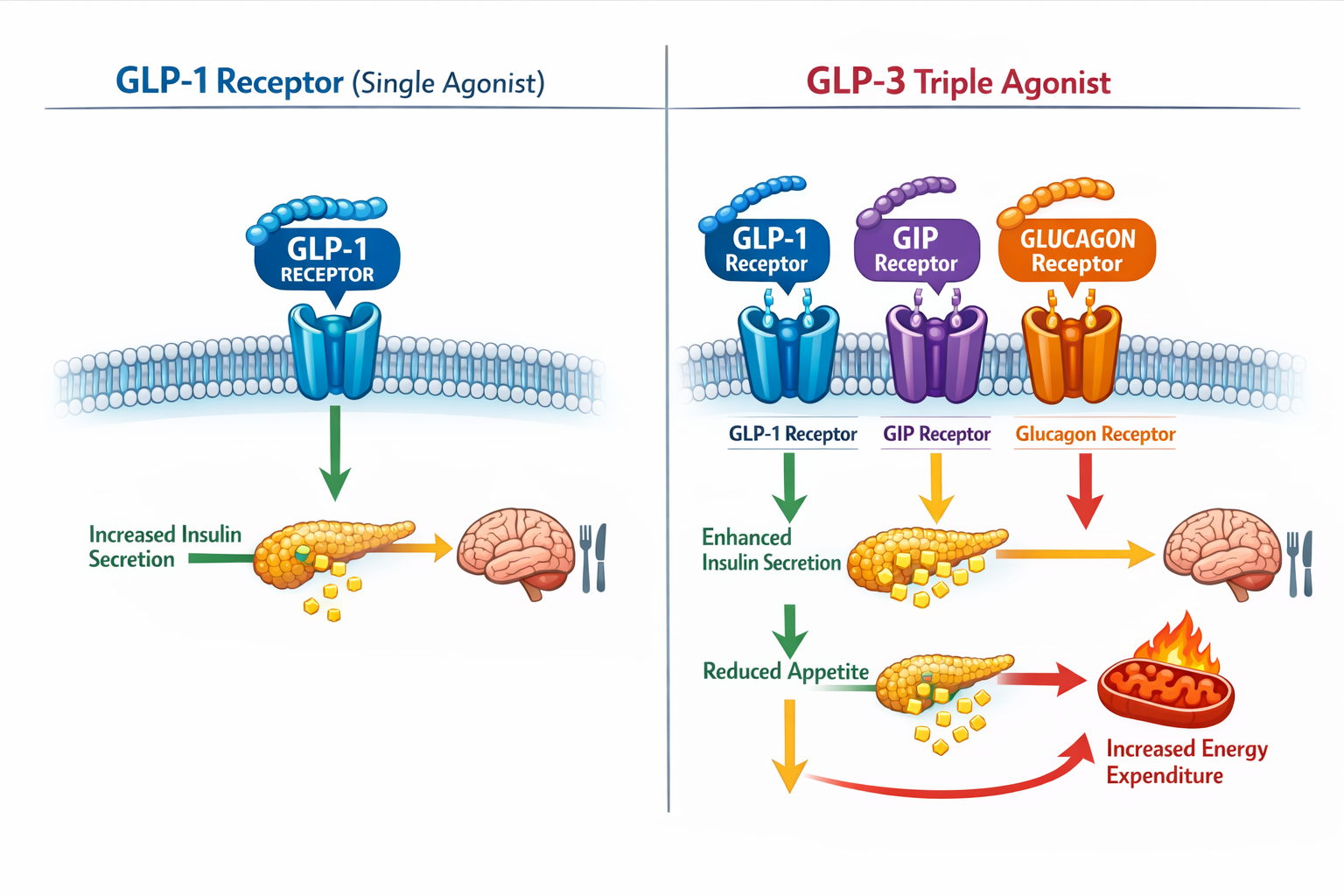 Detailed landscape format (1536x1024) scientific comparison chart showing GLP-1 receptor (single agonist) versus GLP-3 triple agonist mechan