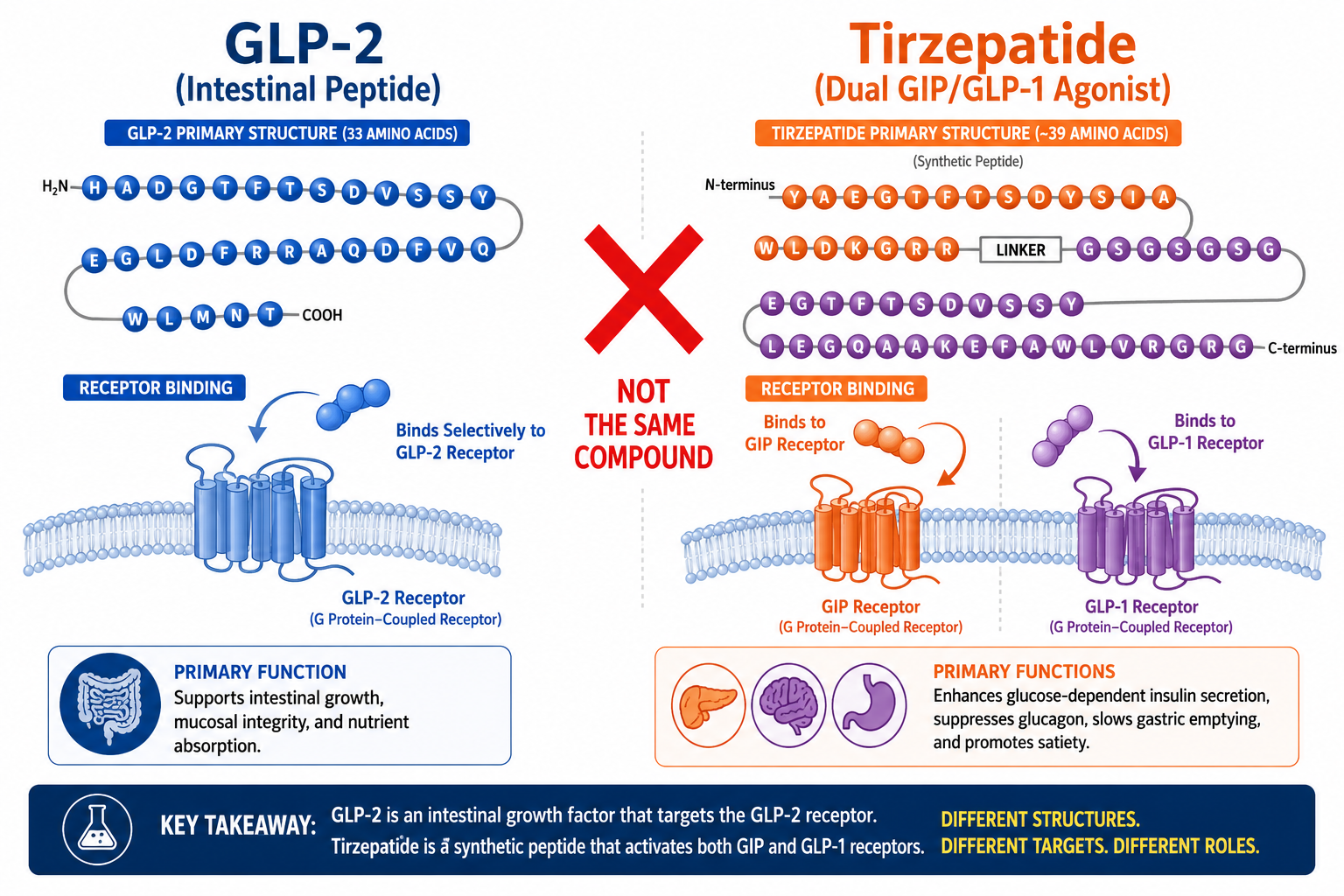 () educational infographic-style illustration showing two distinct peptide molecules side by side labeled 'GLP-2 (Intestinal