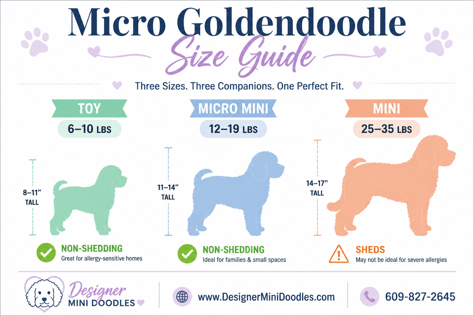 Micro goldendoodle size