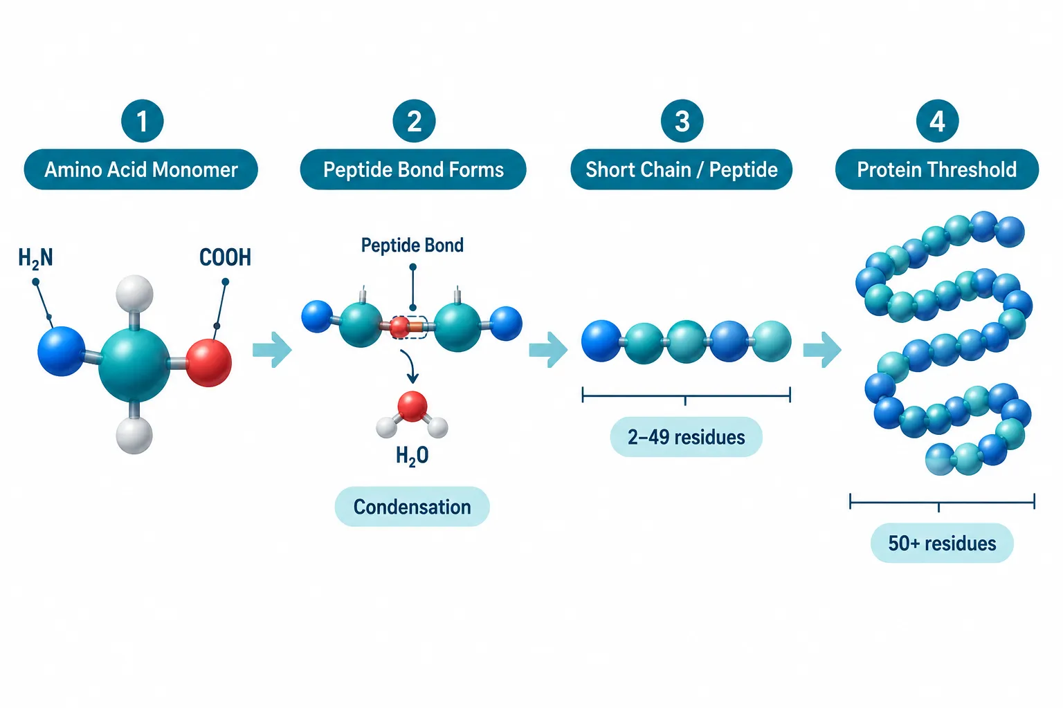 Peptide Structure: The Building Blocks Researchers Need to Understand
