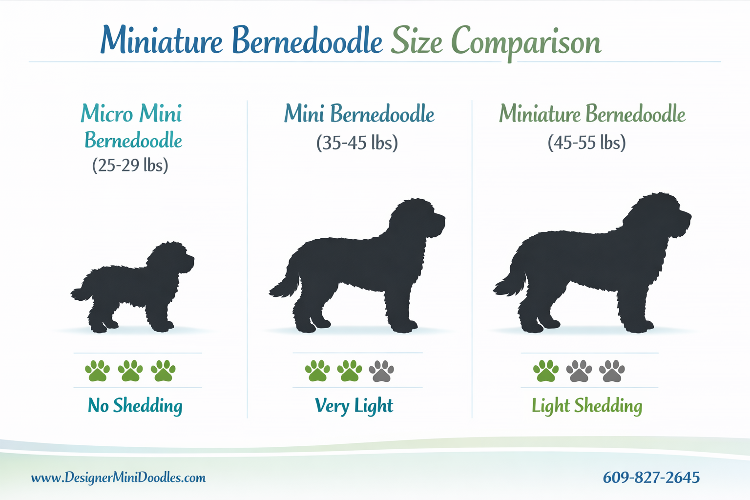 () educational infographic showing miniature Bernedoodle size comparison chart with three columns: Micro Mini Bernedoodle