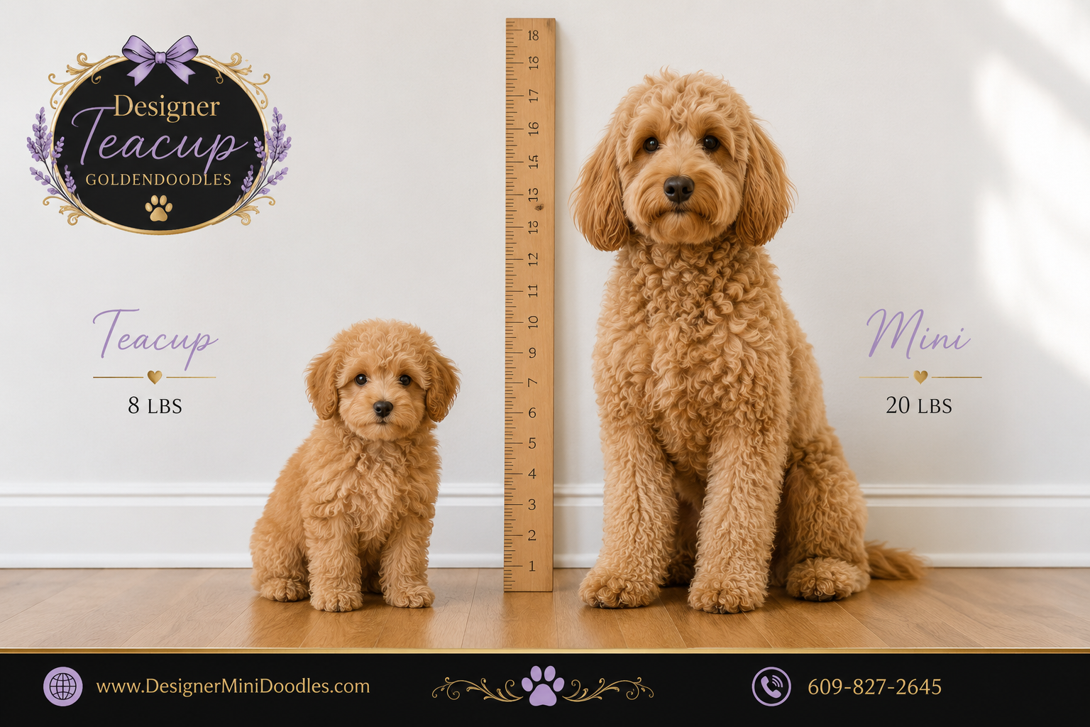 teacup goldendoodle for sale texas