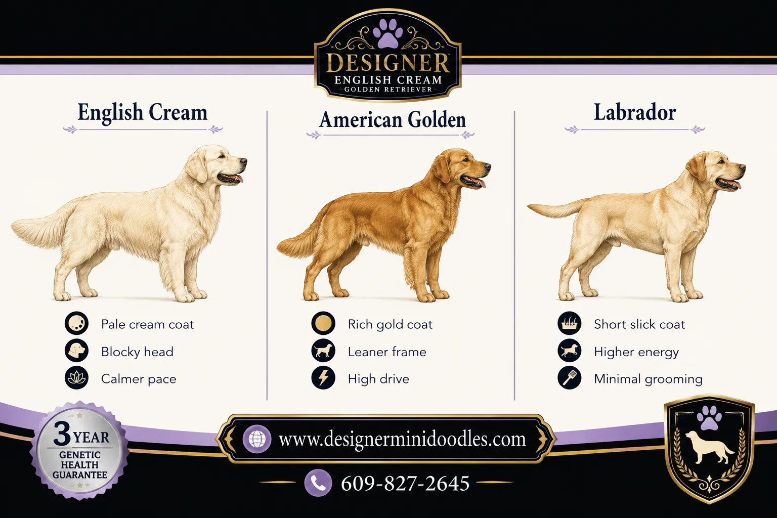 english cream golden retriever breeders Tampa