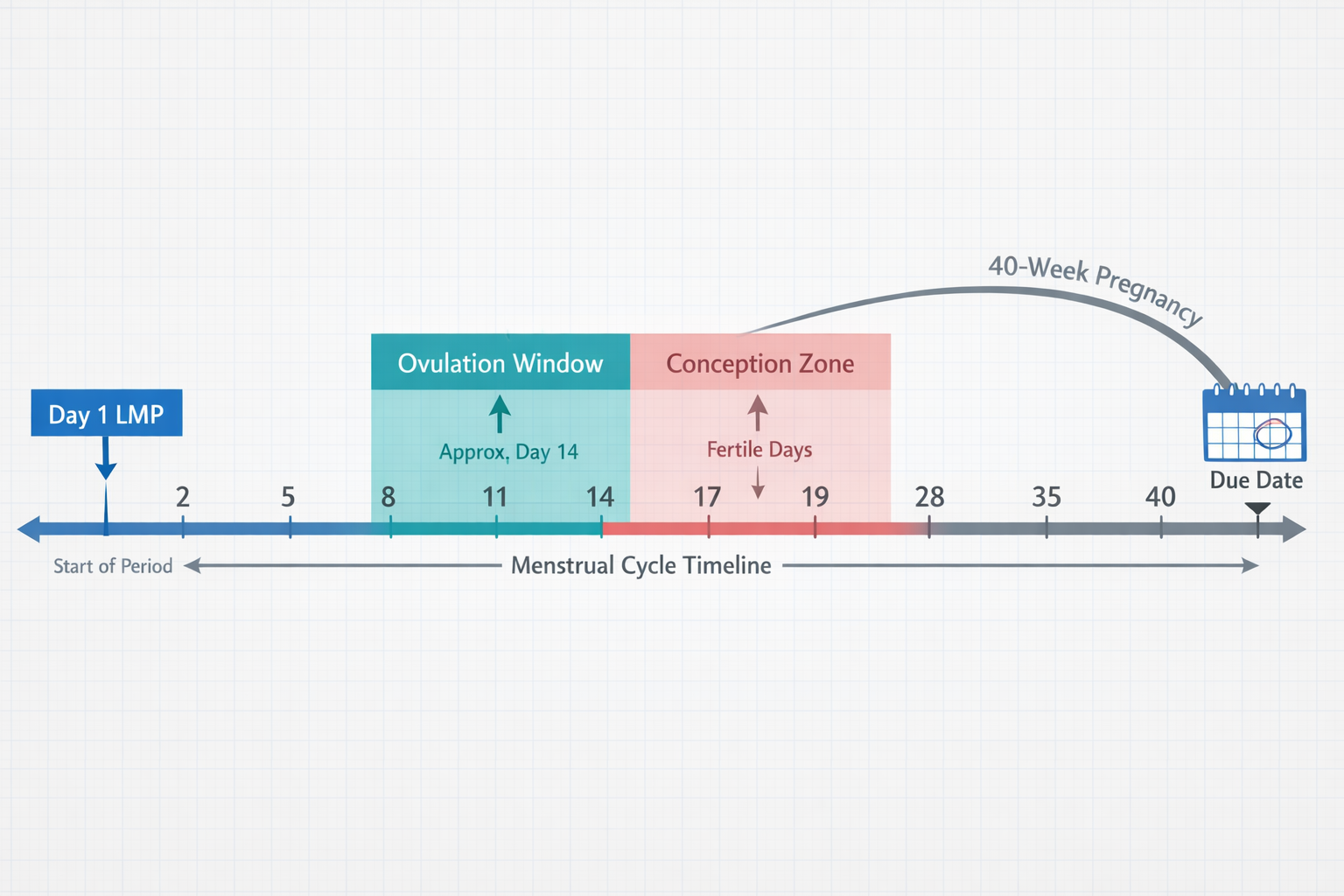 Detailed () infographic-style illustration showing a horizontal timeline of the menstrual cycle: Day 1 LMP marked in blue,