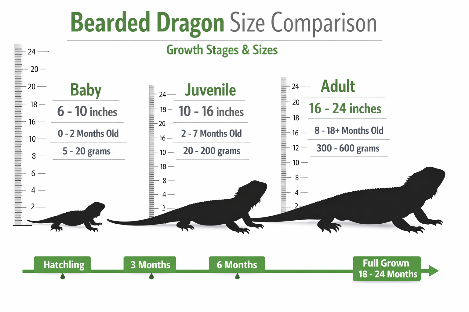 Detailed infographic showing adult bearded dragon size comparison chart with ruler measurements, displaying baby (6-10 inches), juvenile (10