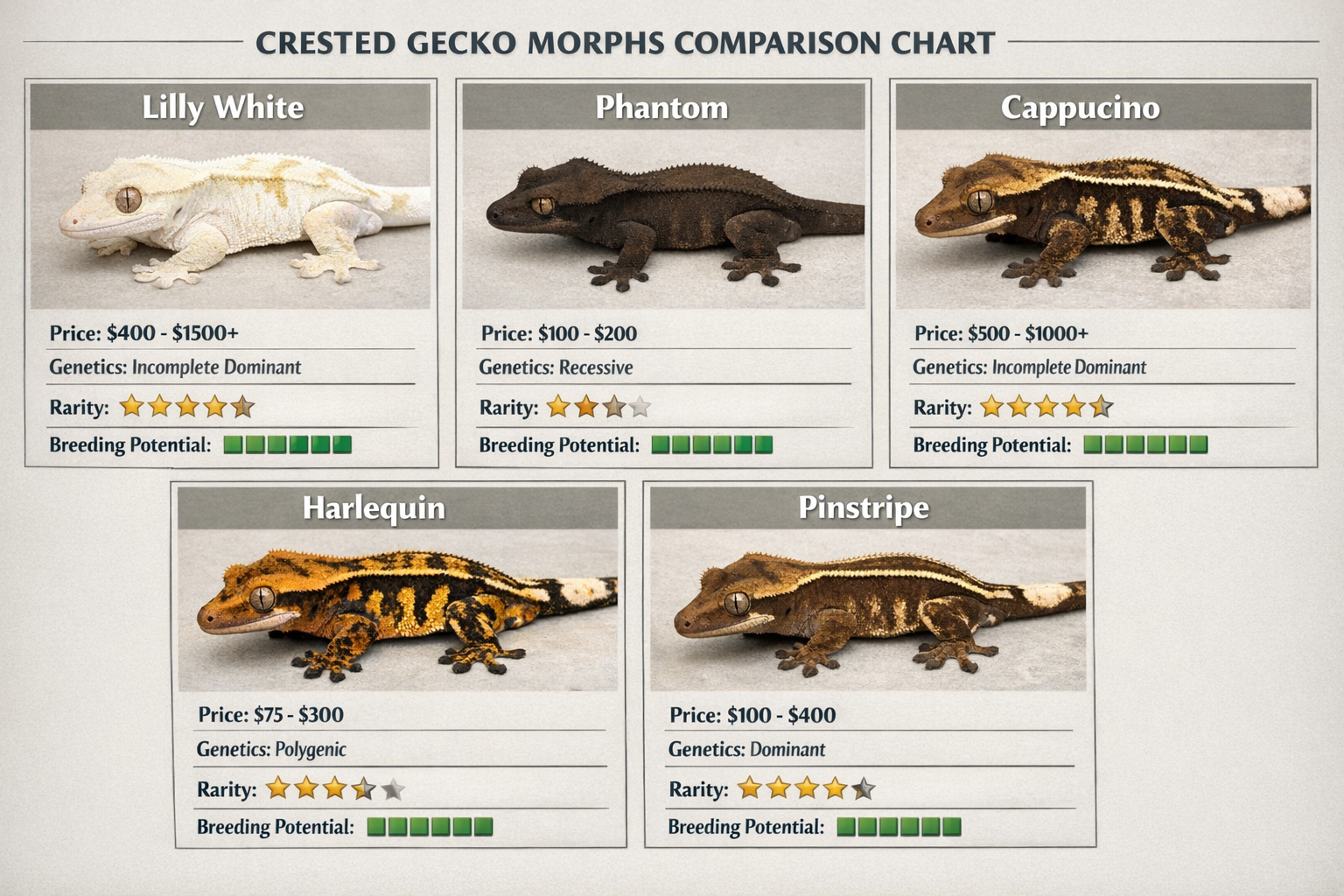 Landscape format (1536x1024) detailed morph comparison chart showing premium crested gecko varieties including Lilly White, Phantom, Cappucc