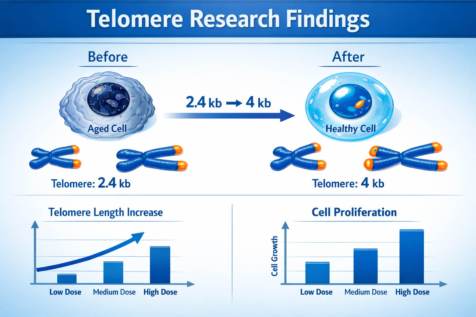 Comprehensive landscape format (1536x1024) infographic displaying telomere lengthening process with before/after cellular comparison, chromo