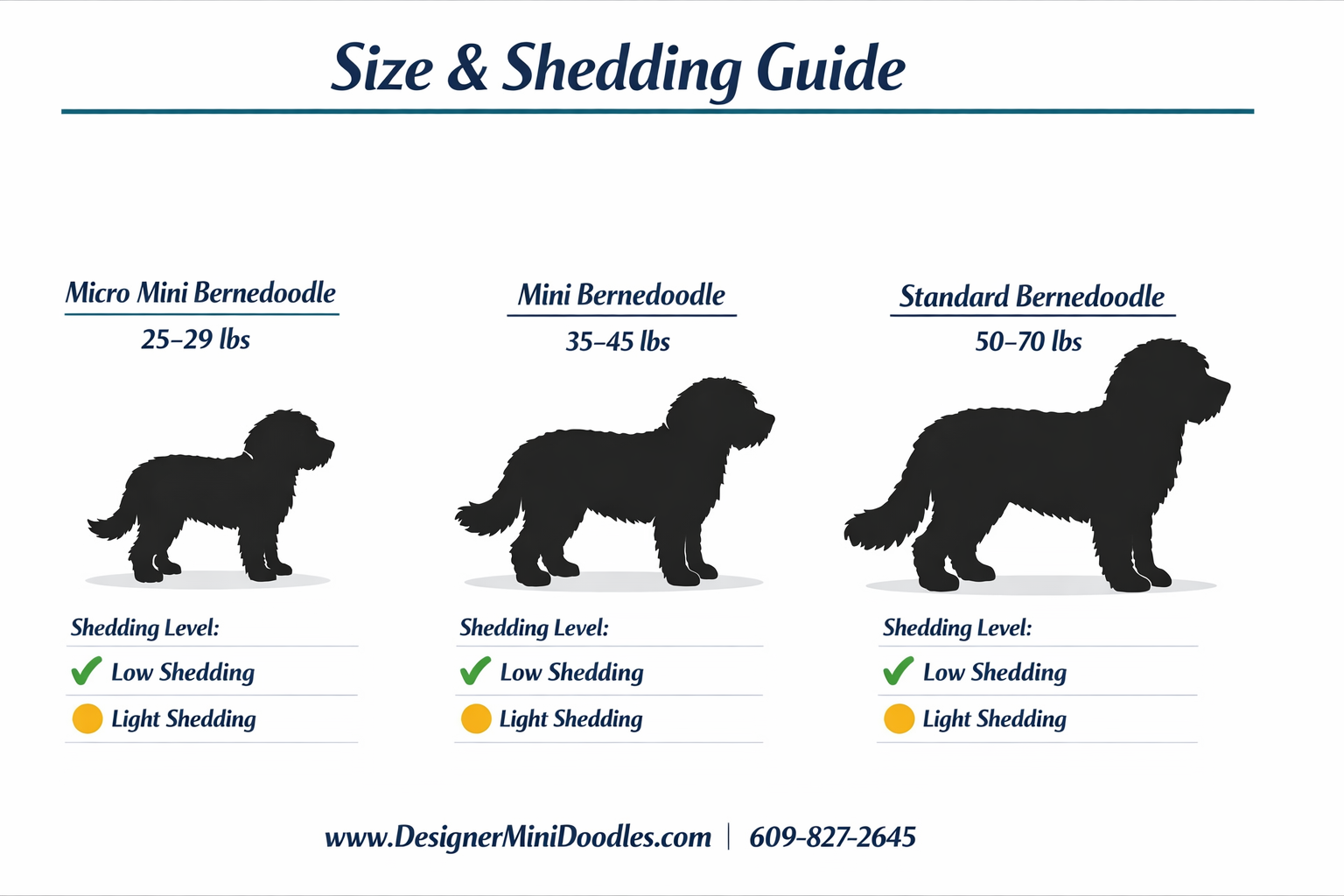 () educational infographic showing miniature bernedoodle size comparison chart with three categories: Micro Mini bernedoodle