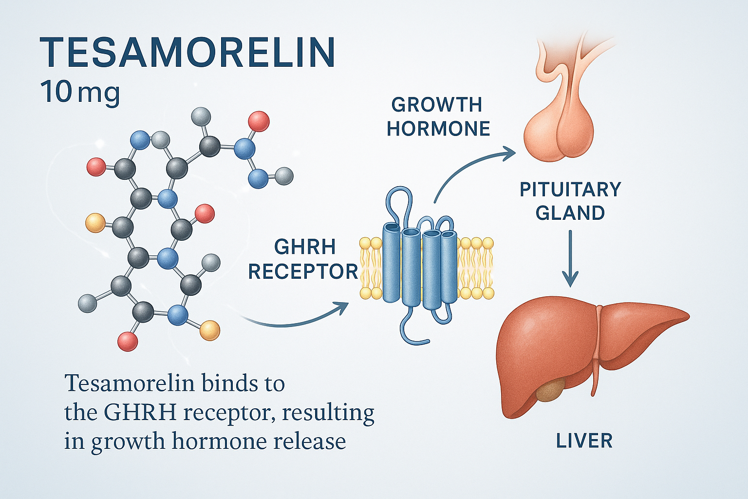 A detailed infographic illustrating the molecular structure and biological pathway of Tesamorelin, showing its interaction with the GHRH rec