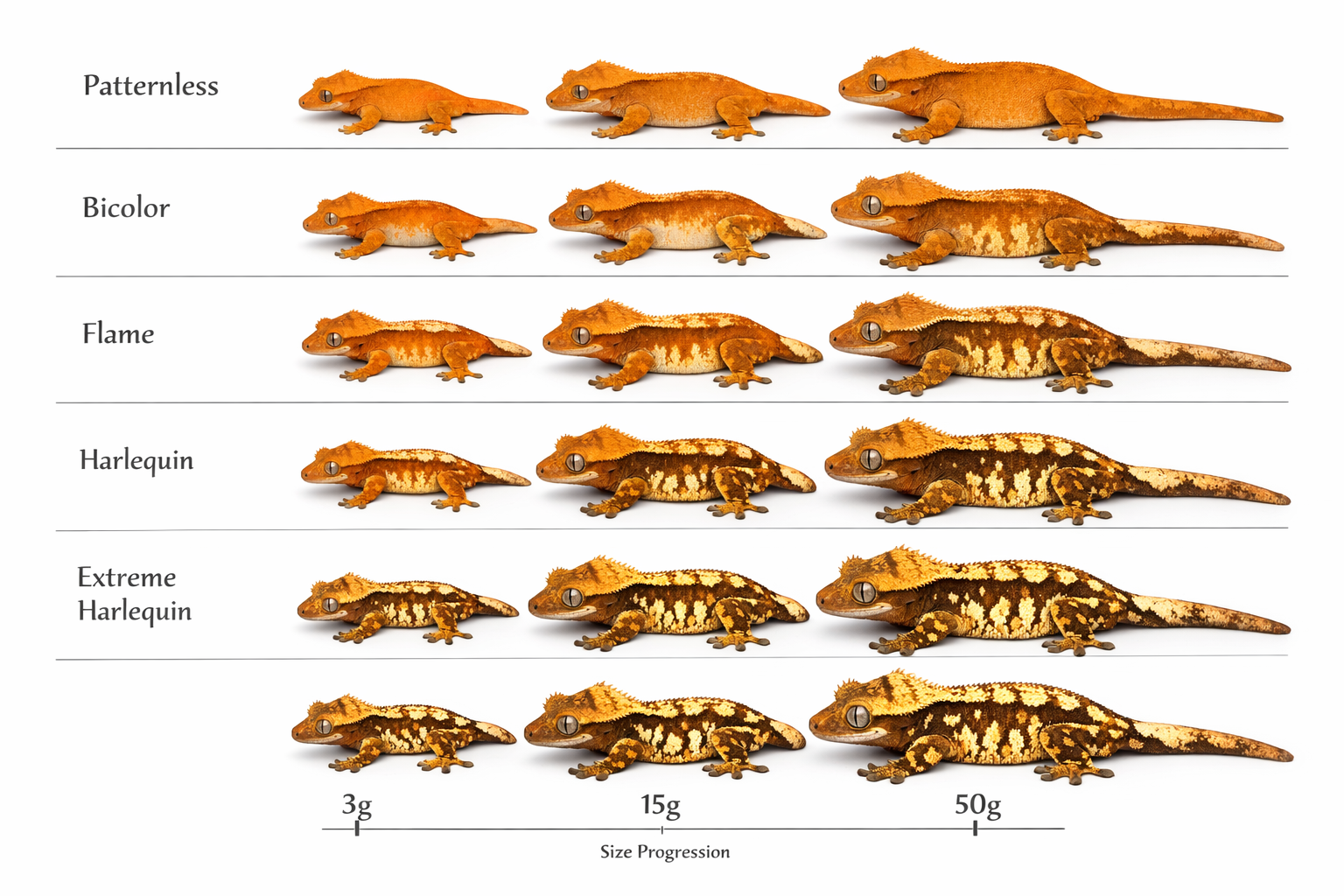 Landscape format (1536x1024) detailed pattern comparison chart displaying the five main crested gecko pattern types in horizontal rows. Top