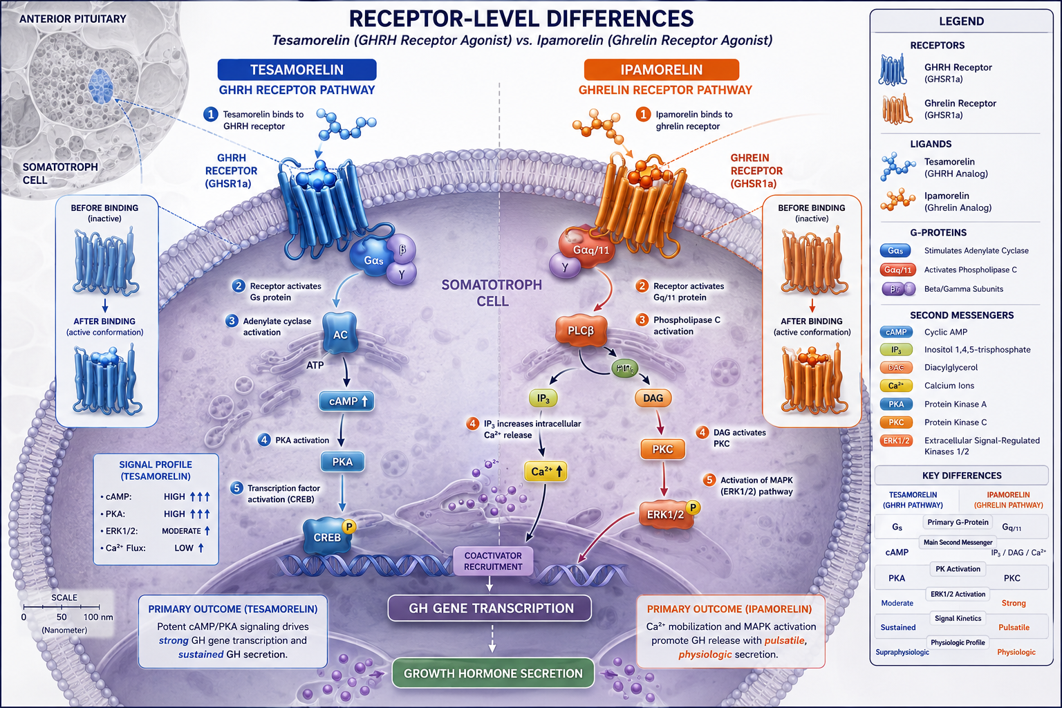 GH Pulse Patterns and Downstream IGF-1 Endpoints in Research Models