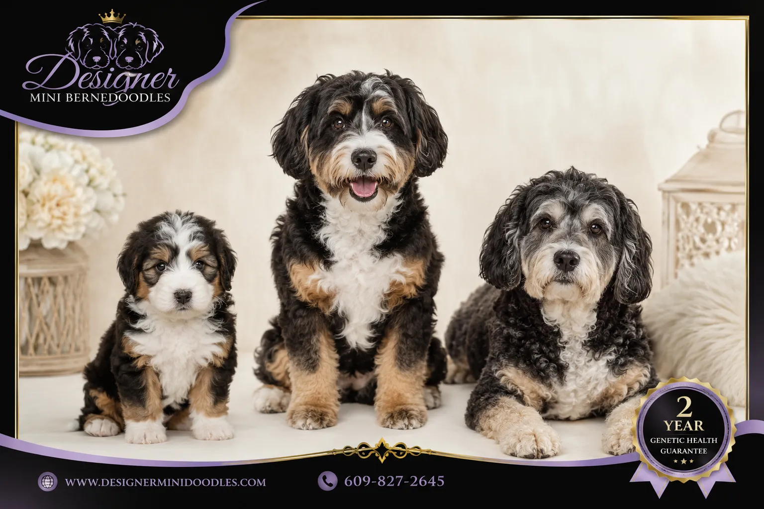 How long do mini bernedoodles live?