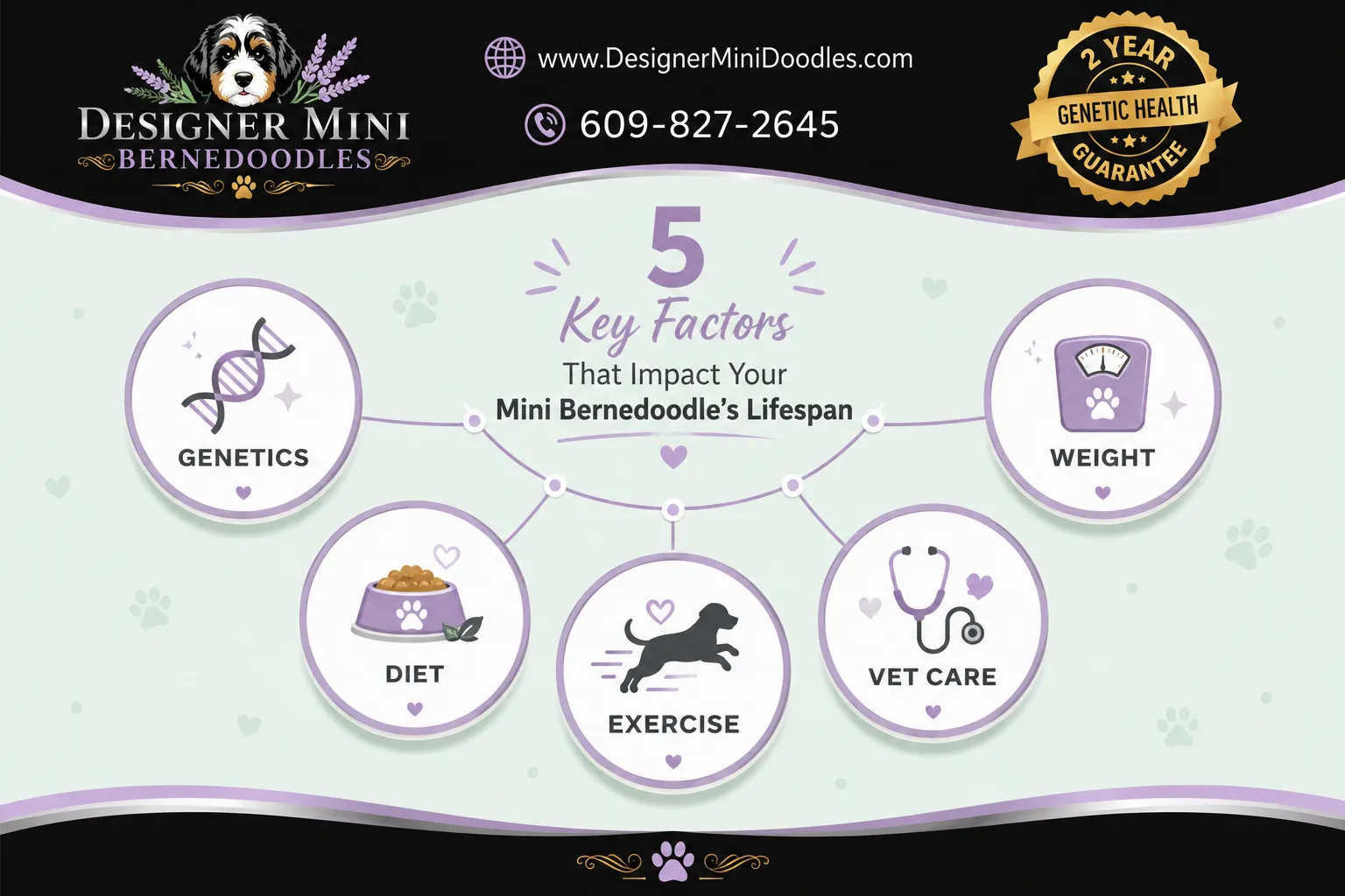What Factors Affect How Long Mini Bernedoodles Live?
