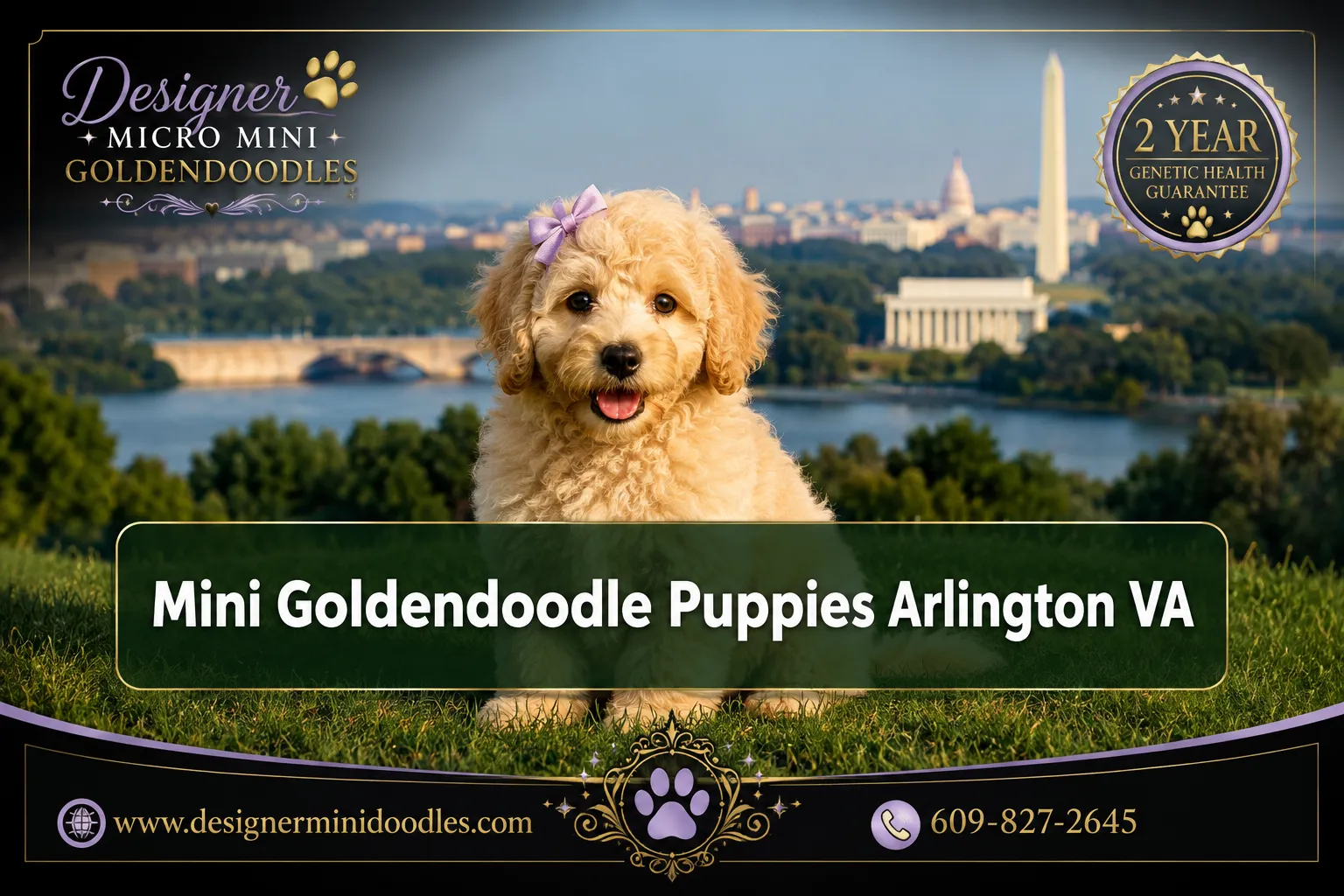 toy goldendoodles Arlington Virginia