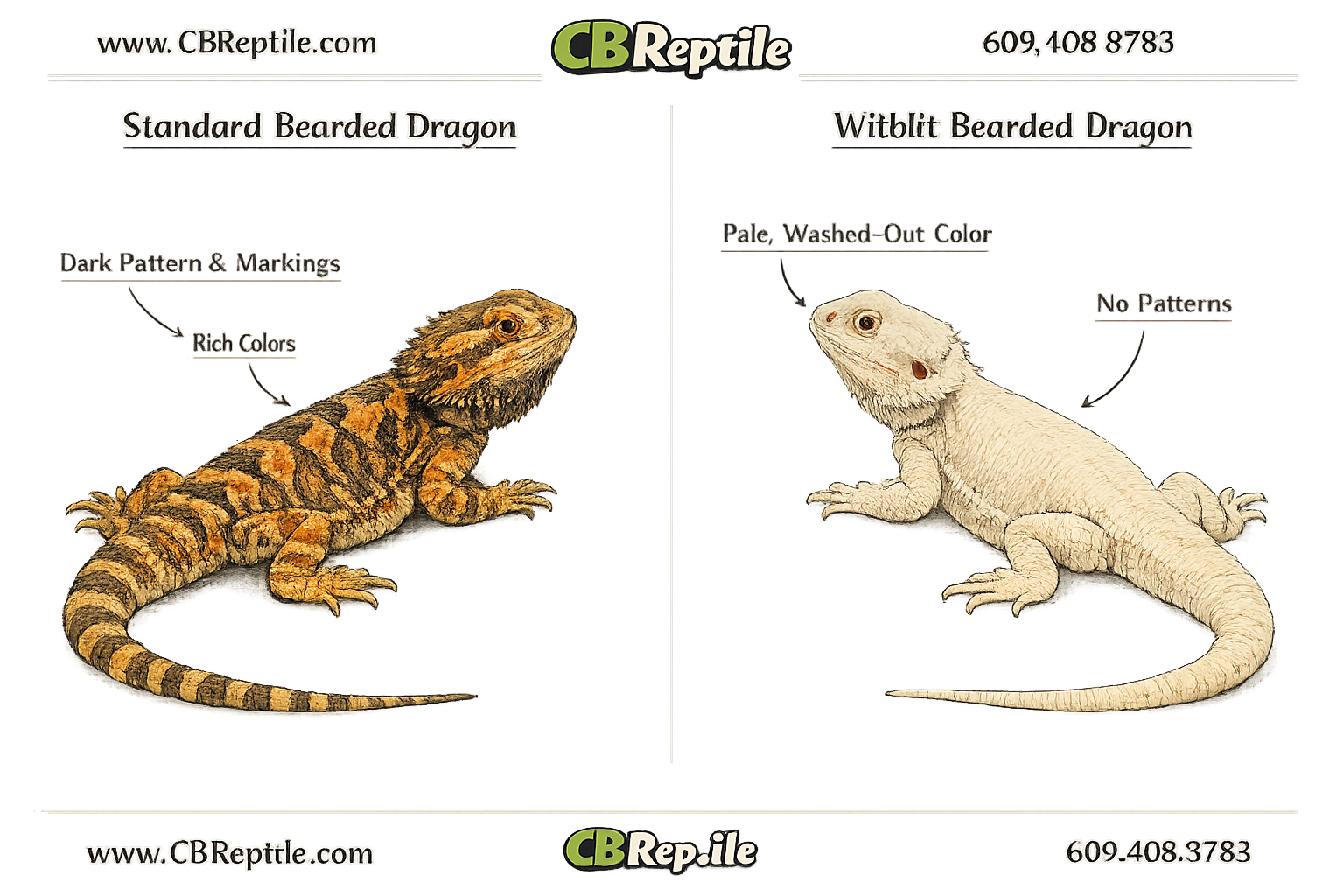 () editorial image showing a witblit bearded dragon morph side-by-side comparison chart: left side shows a standard