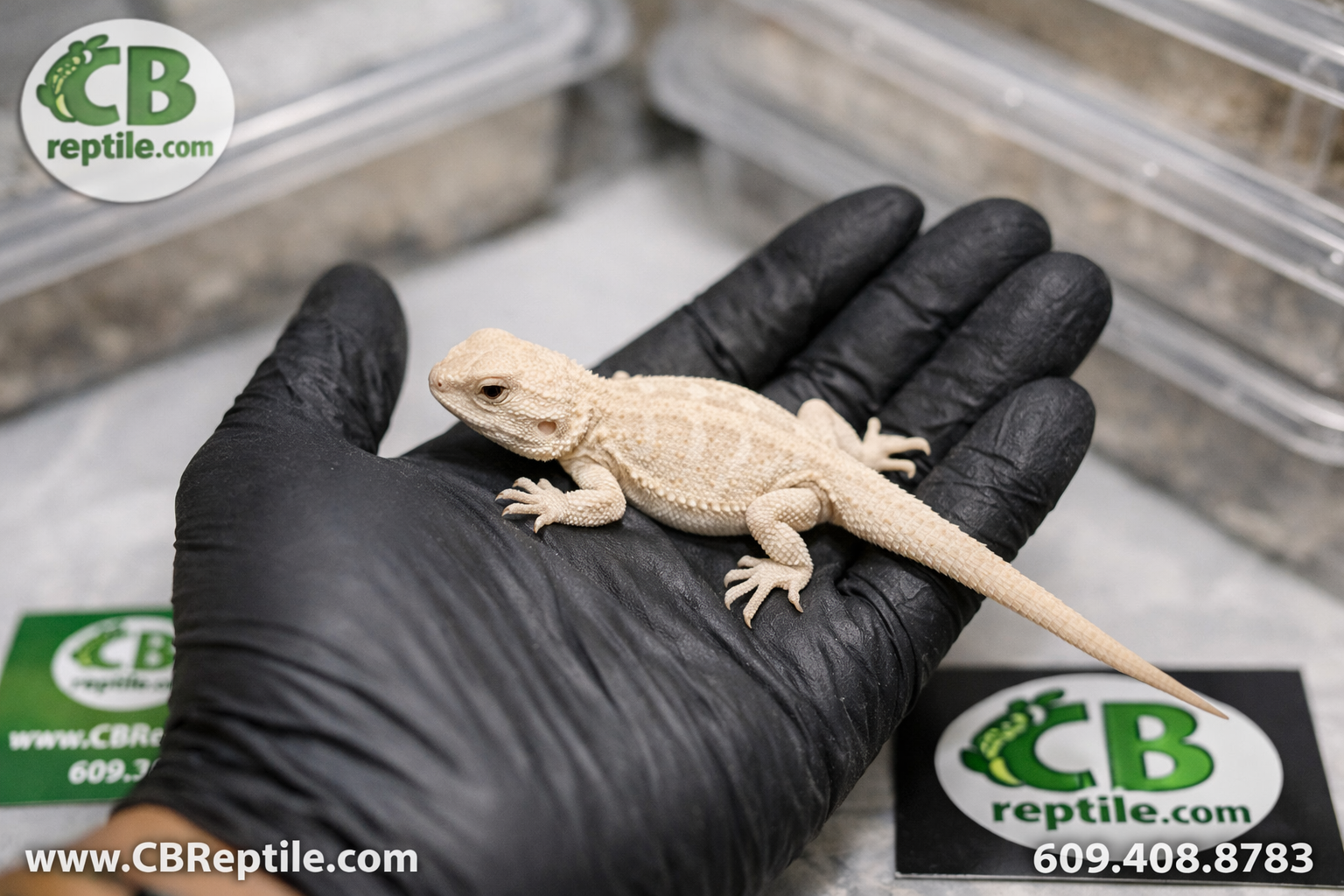 () overhead flat-lay photograph of a witblit bearded dragon hatchling resting on a breeder's gloved hand inside a