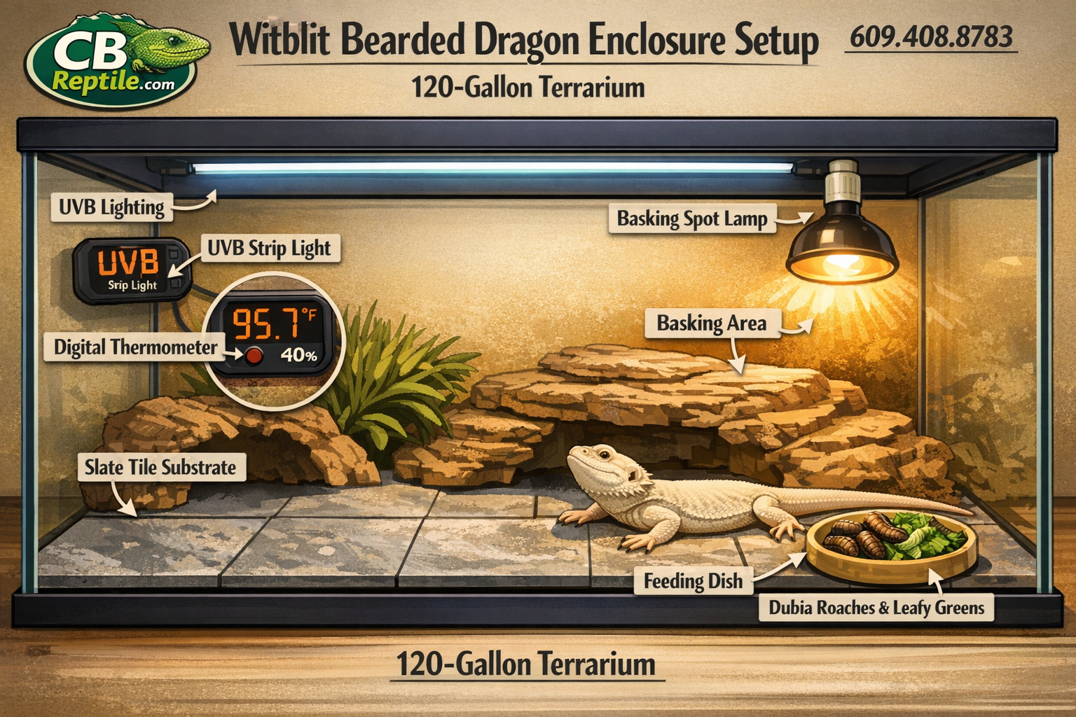 () detailed infographic-style image showing a witblit bearded dragon enclosure setup: 120-gallon glass terrarium with UVB