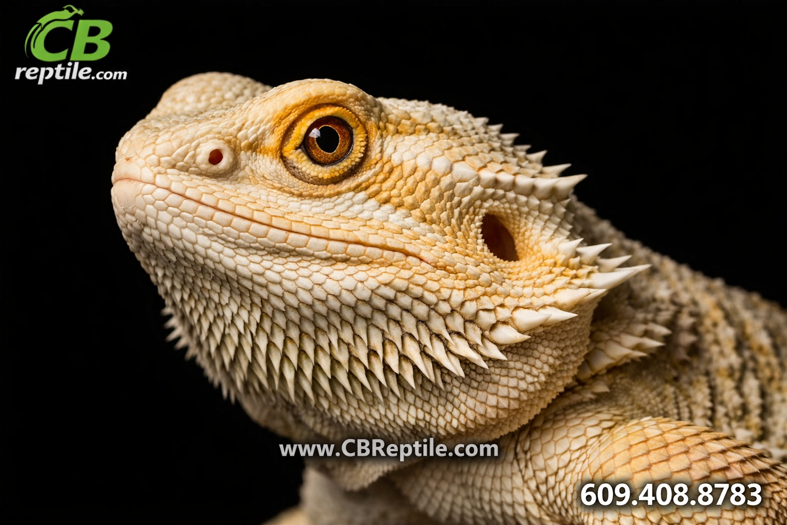 () close-up portrait of an adult witblit bearded dragon face and upper body, showing distinctive pale cream, ivory, and