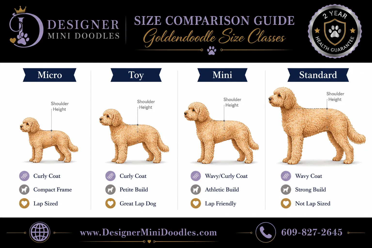 micro golden doodle puppy