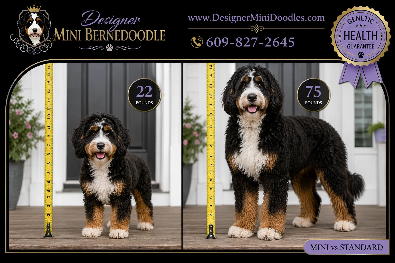 Mini bernedoodle vs standard bernedoodle: which suits your home?
