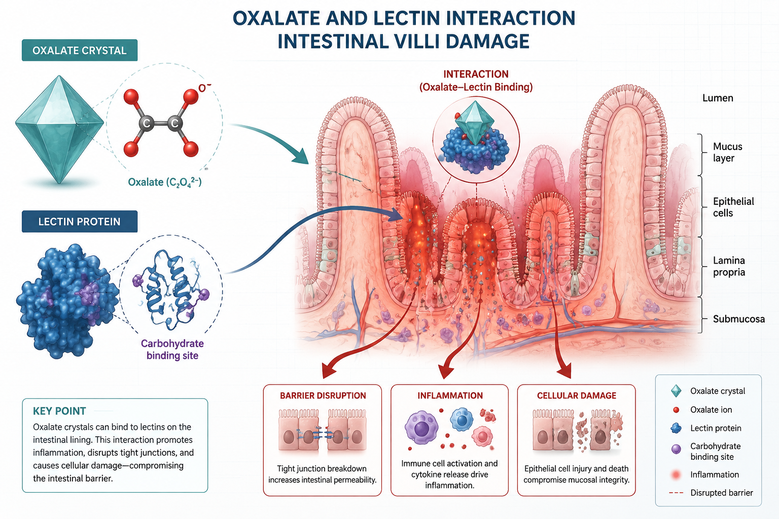 Scientific diagram-style landscape illustration () showing two molecular structures — an oxalate crystal and a lectin