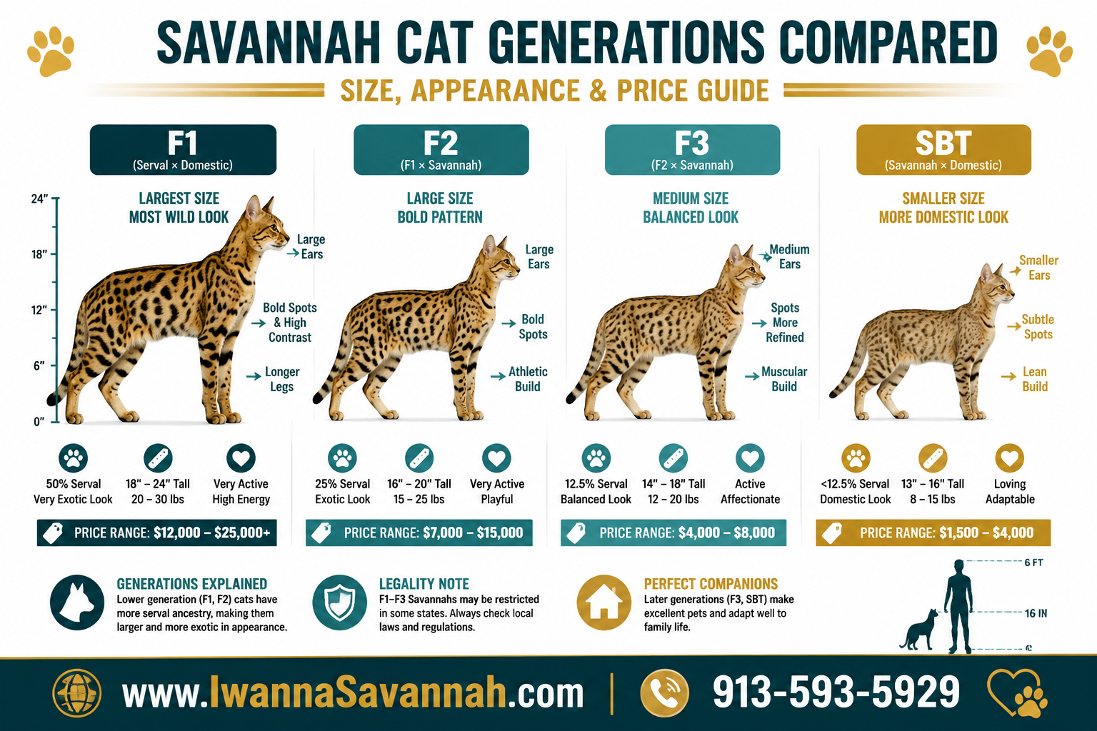 Savannah cats for adoption