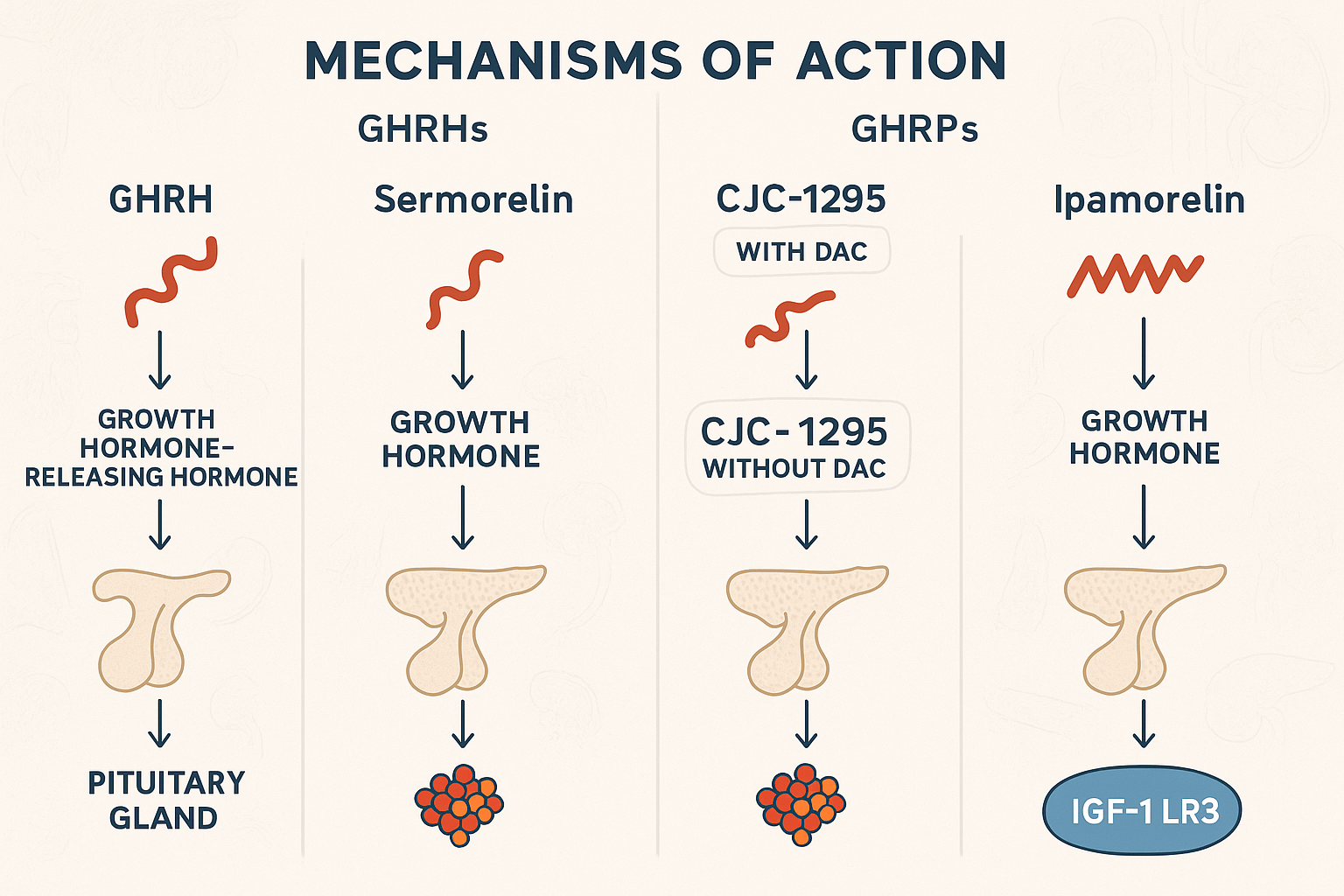 An infographic comparing the mechanisms of action for different growth hormone-releasing peptides (GHRHs) and growth hormone-releasing pepti