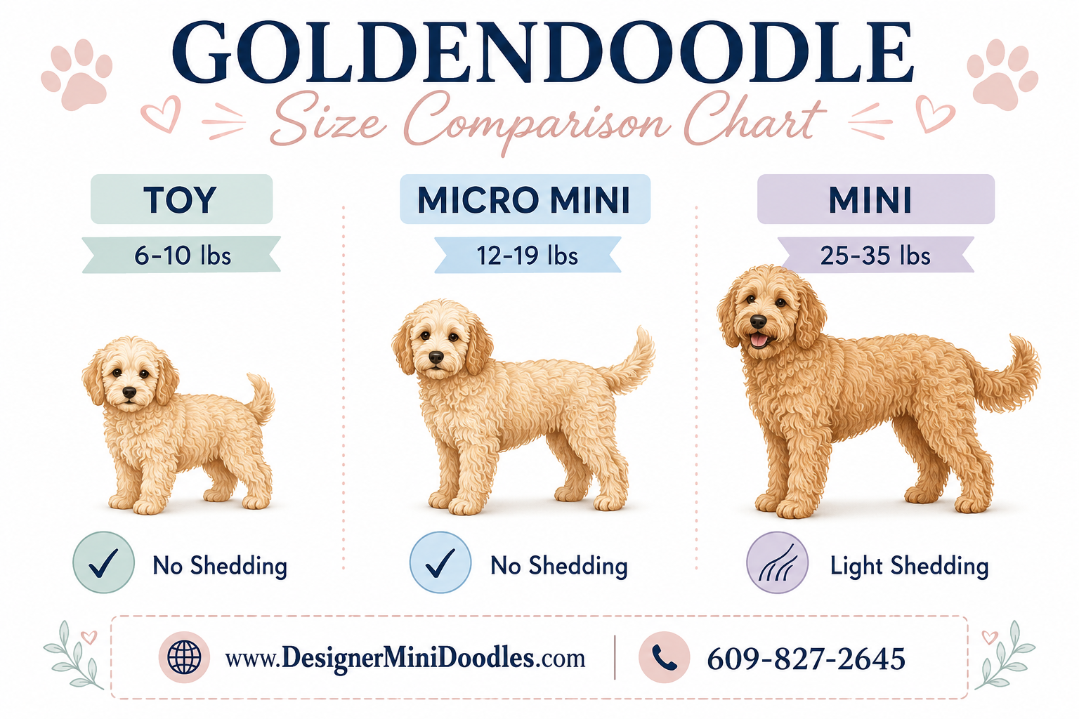 golden doodle size chart
