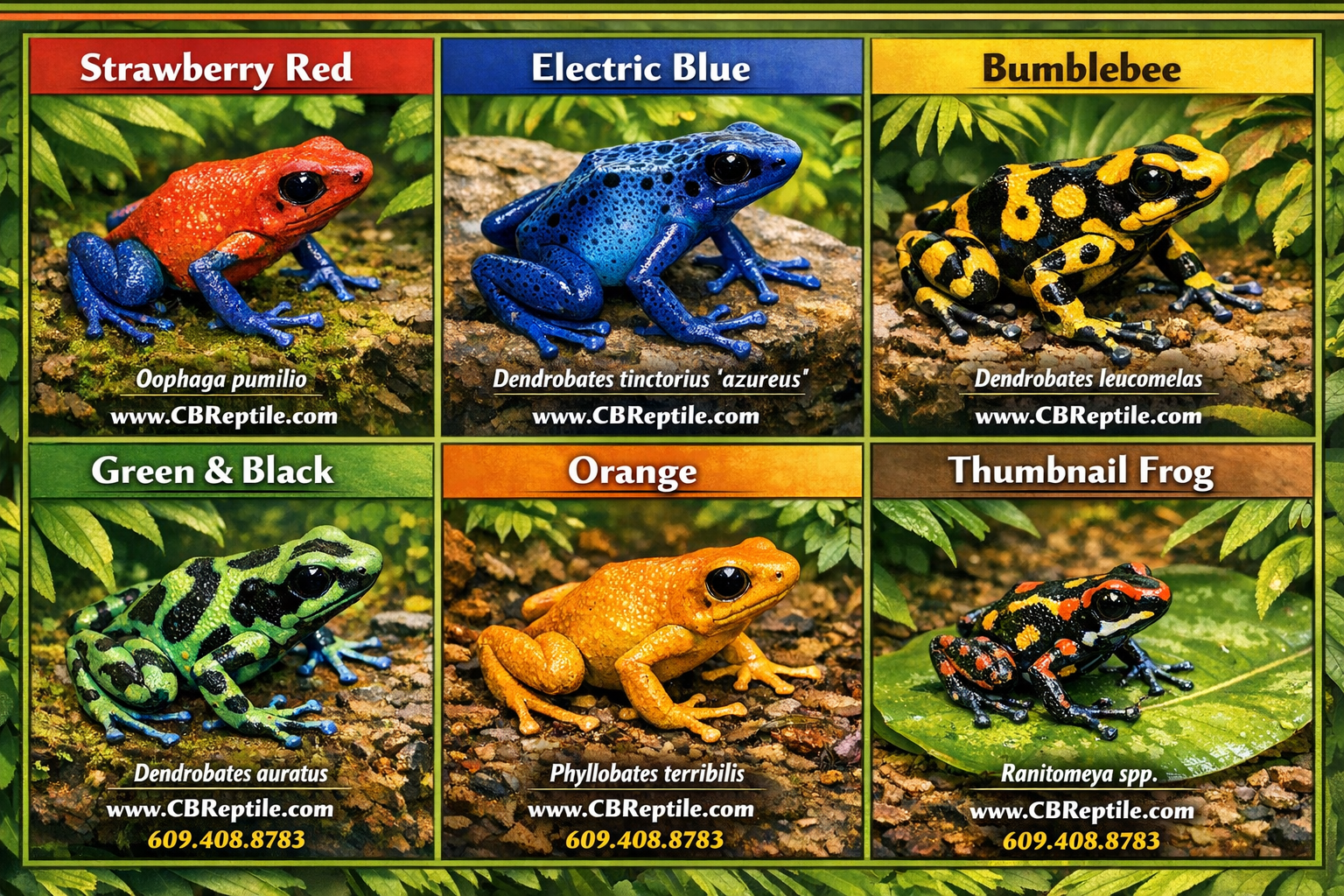 Detailed () illustration showing a colorful comparison grid of six popular poison dart frog morphs side by side: strawberry