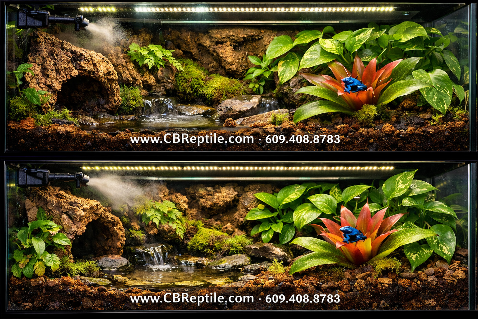Detailed () photograph-style image of a professional vivarium terrarium setup for poison dart frogs: glass enclosure with