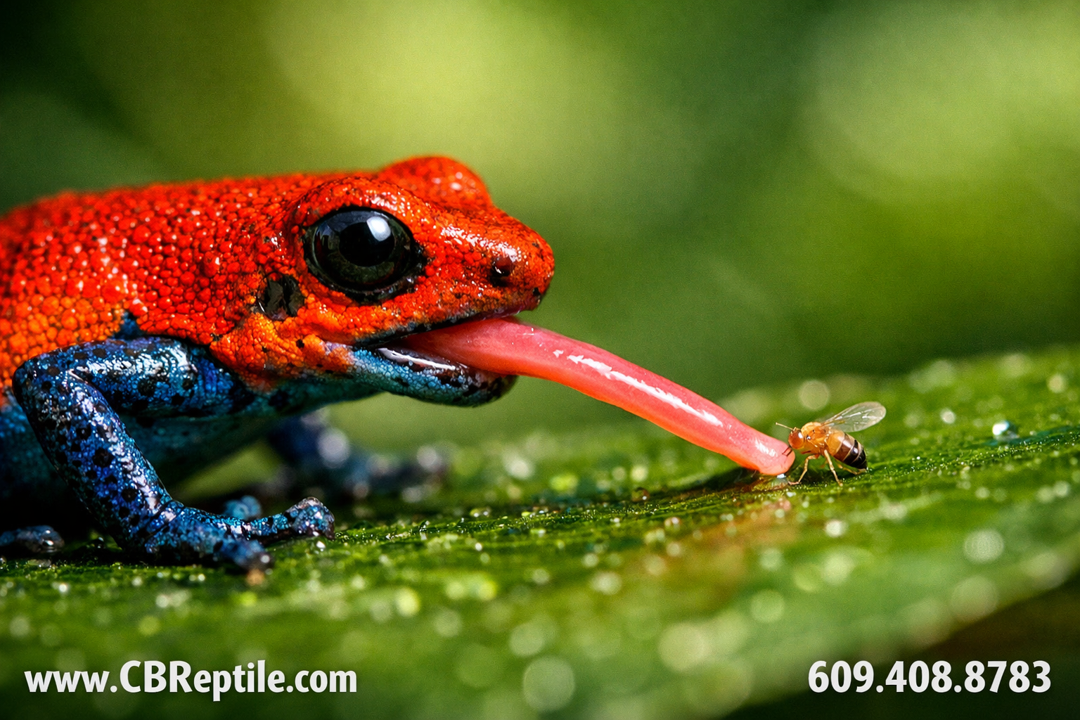 Detailed () close-up macro photography of a poison dart frog feeding scene: a bright red-and-blue Oophaga pumilio extending