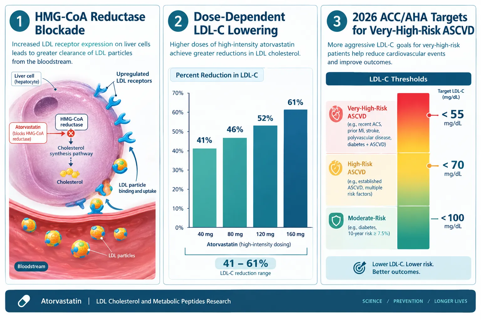 How Atorvastatin Shapes LDL-C Management in 2026
