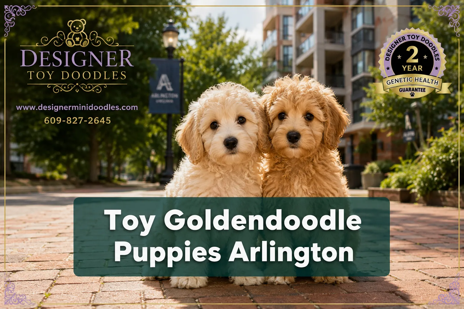 toy goldendoodle puppies Arlington Virginia