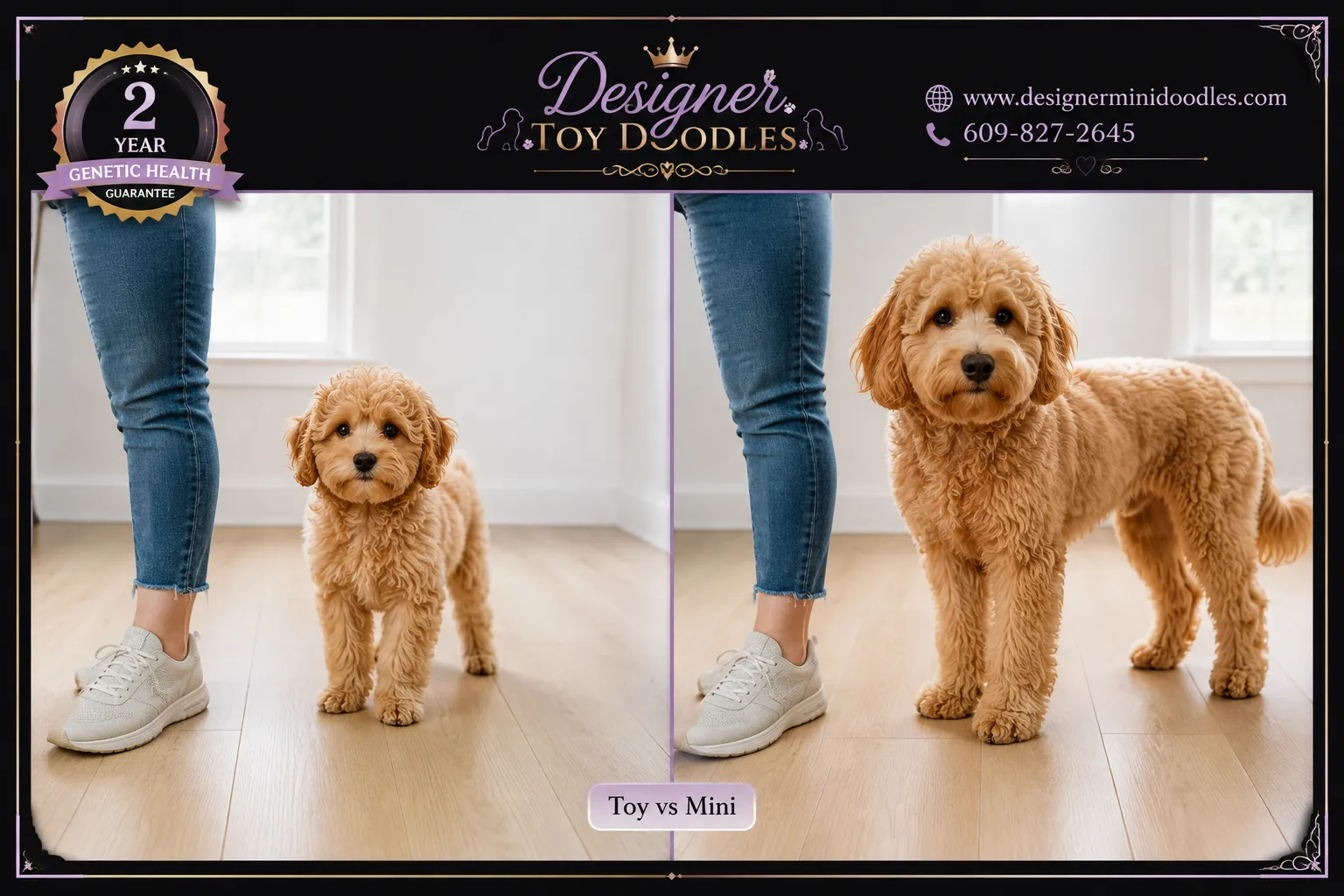 Toy Goldendoodle vs Mini Goldendoodle Size Difference