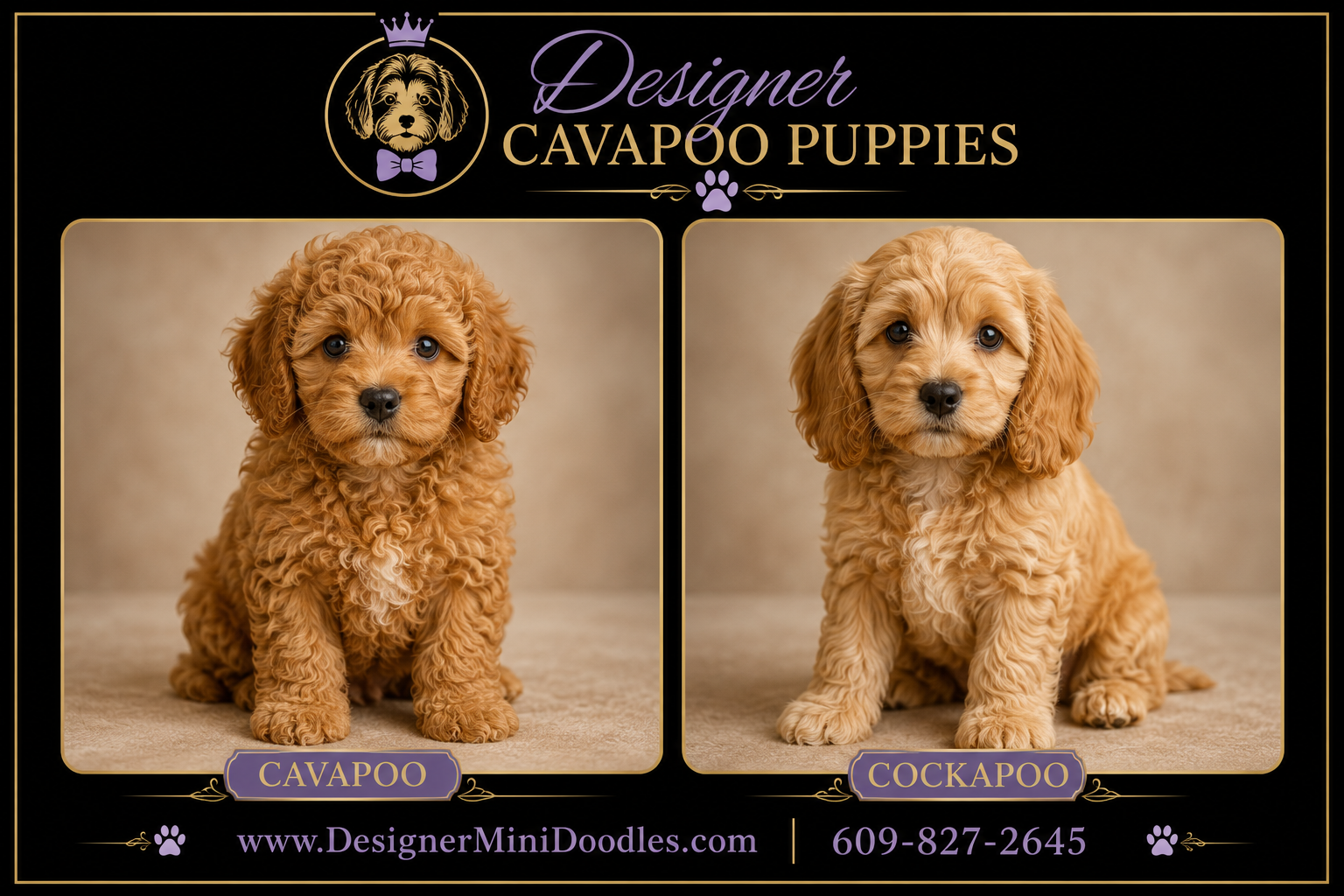 Cavapoo for sale LA