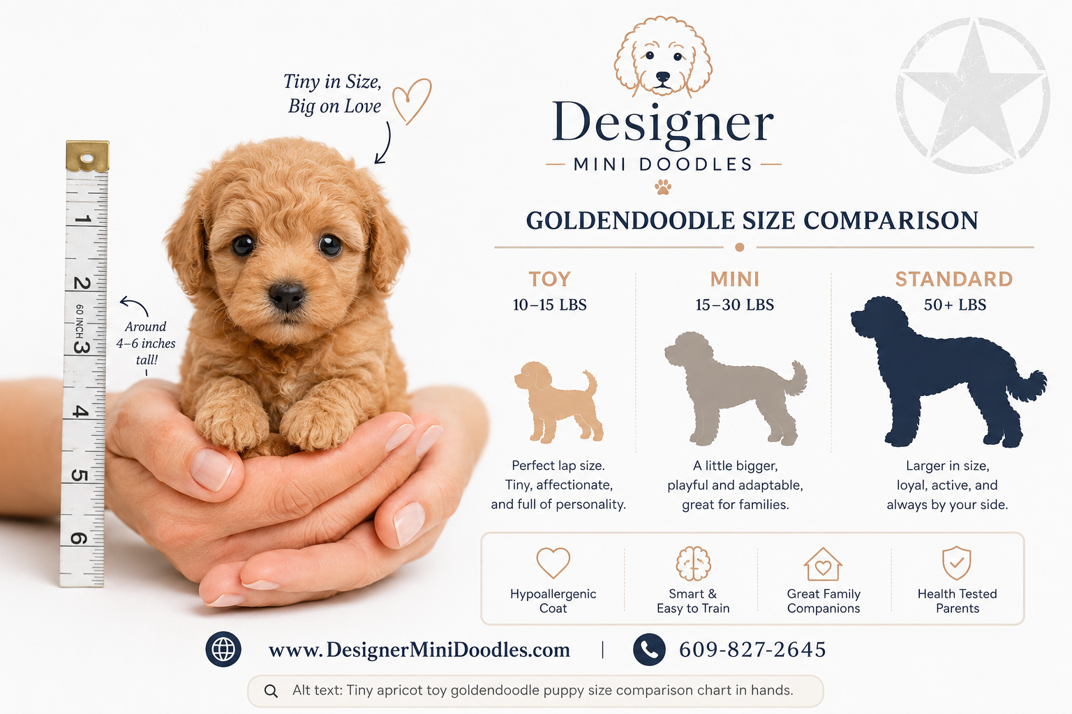 toy goldendoodle Texas