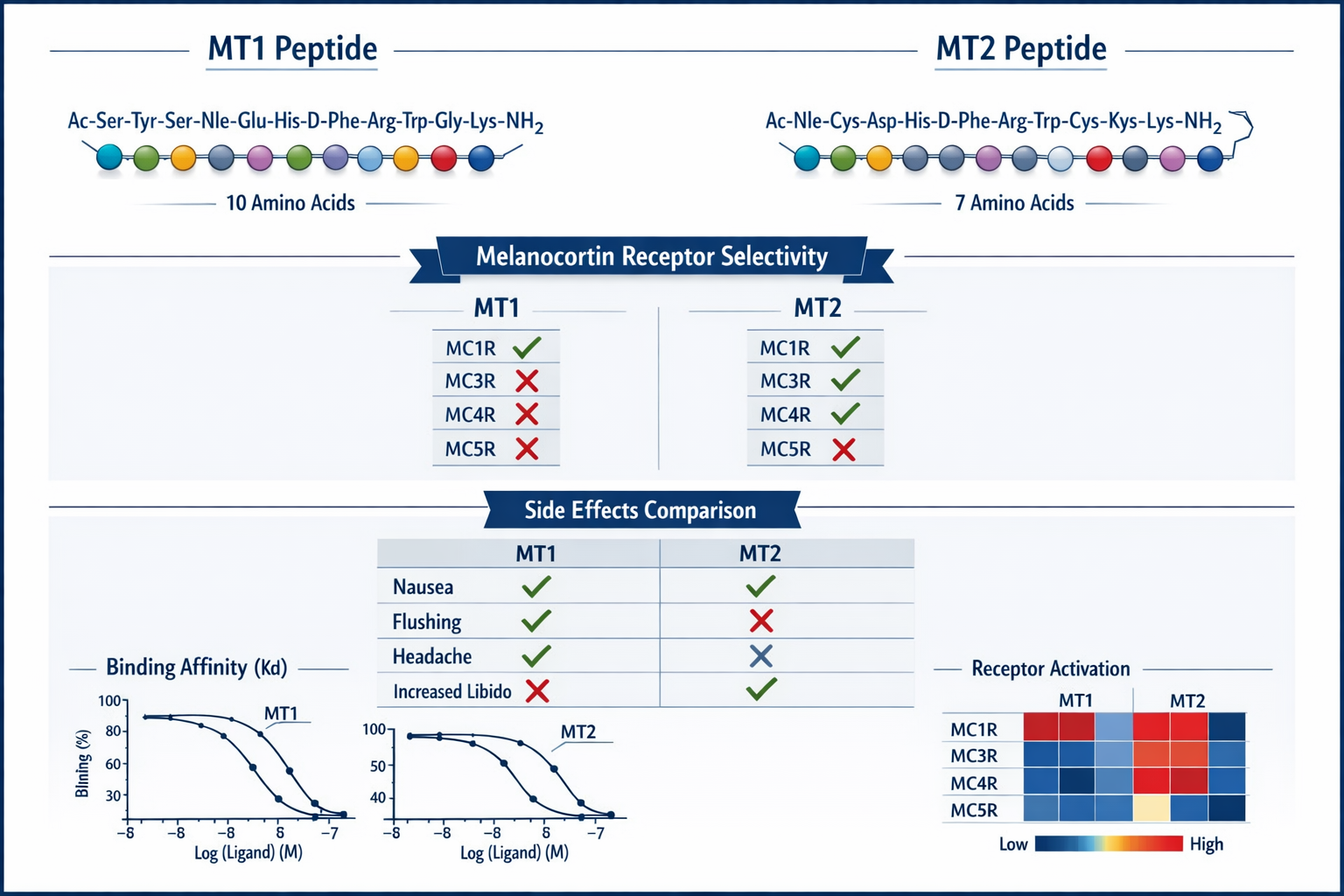 Side-by-side comparison infographic of MT1 versus MT2 peptide structures showing amino acid chain length differences, melanocortin receptor 